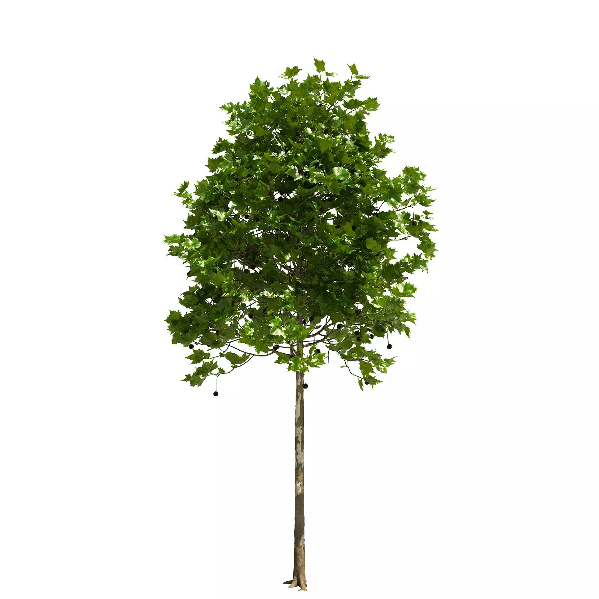Platanus x hispanica 102SU V2 3D model_0