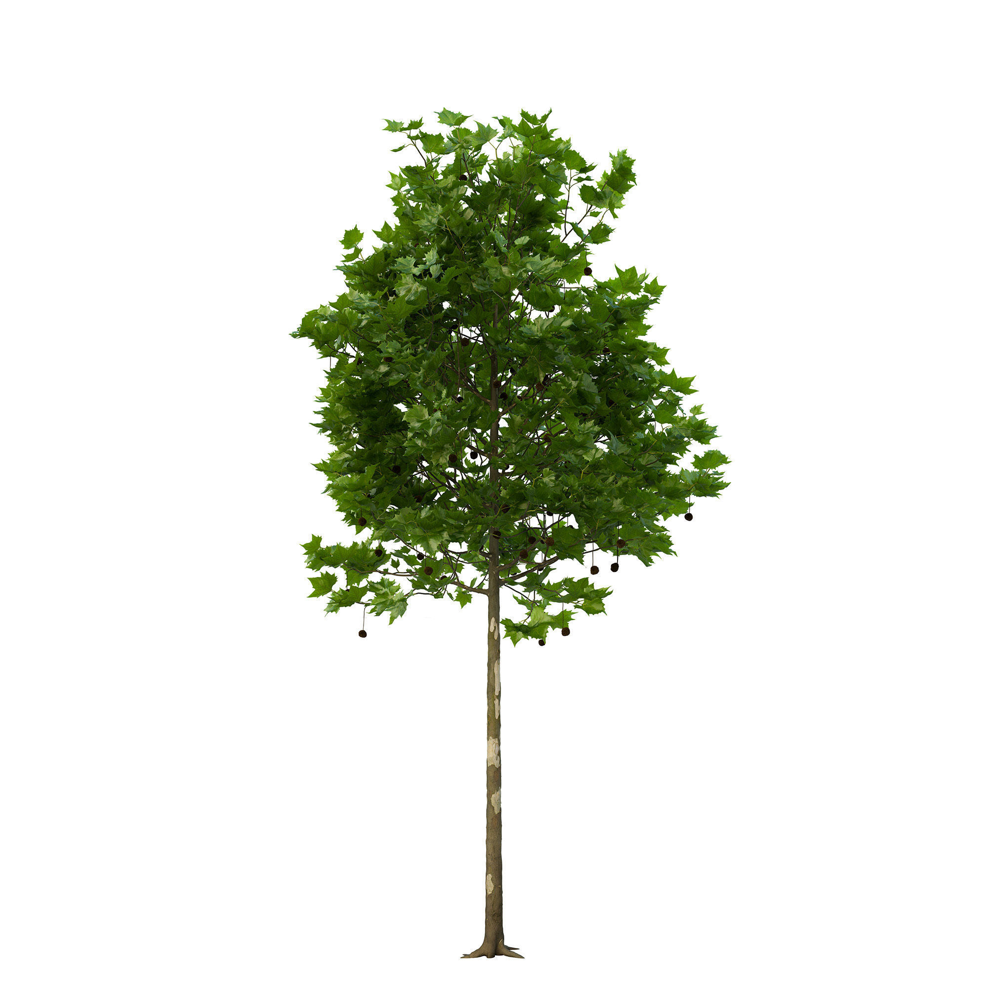 Platanus x hispanica 102SU V2 3D model_9