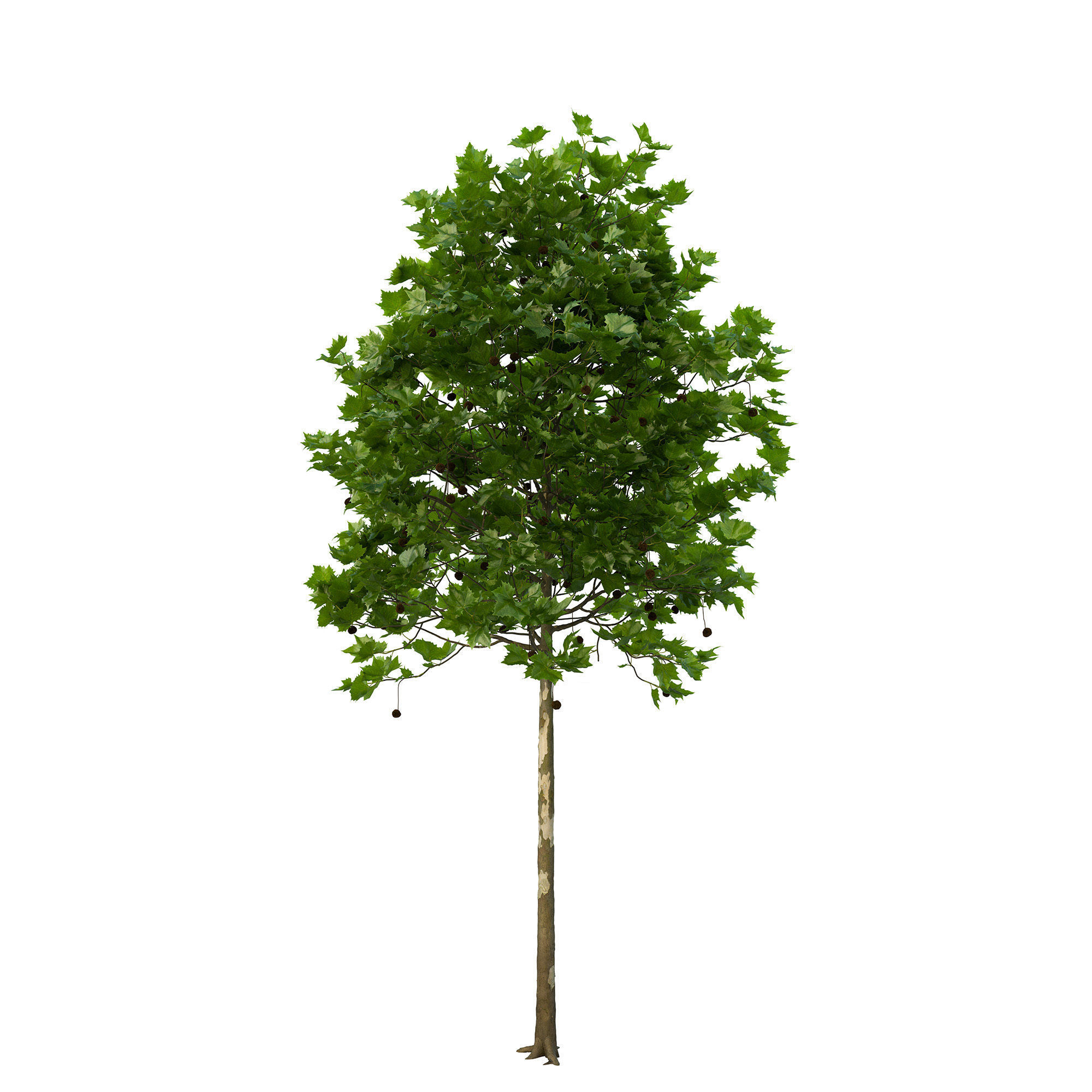 Platanus x hispanica 102SU V2 3D model_6