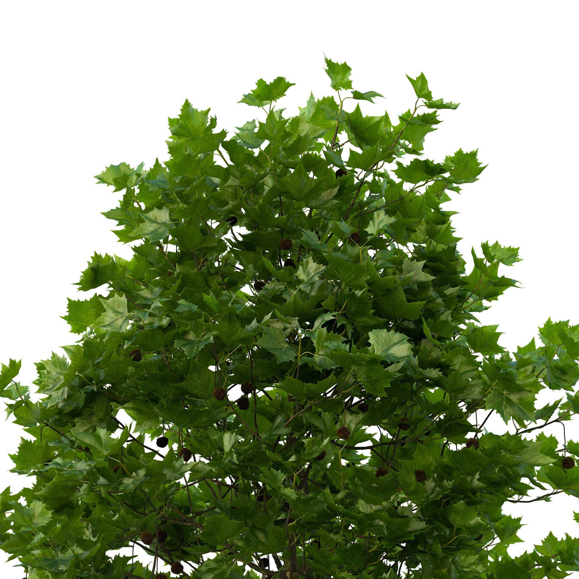 Platanus x hispanica 102SU V2 3D model_7