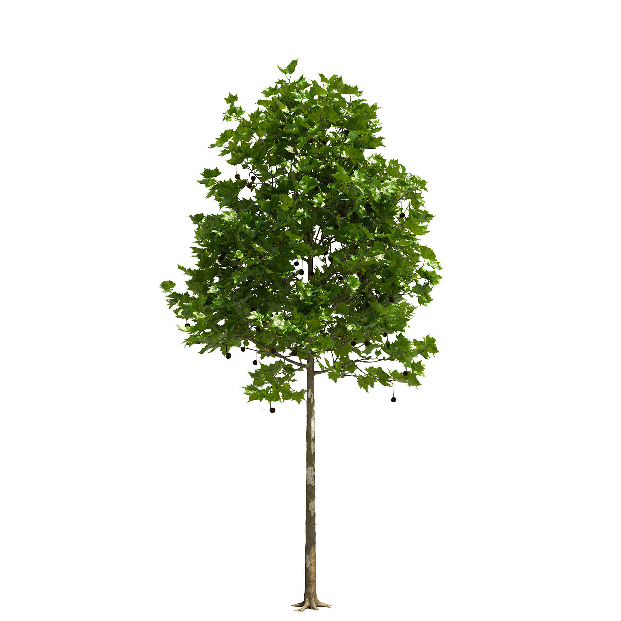 Platanus x hispanica 102SU V2 3D model_3