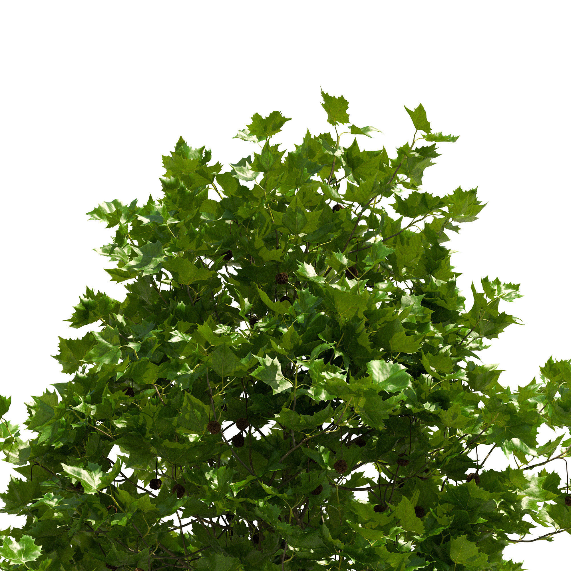 Platanus x hispanica 102SU V2 3D model_1