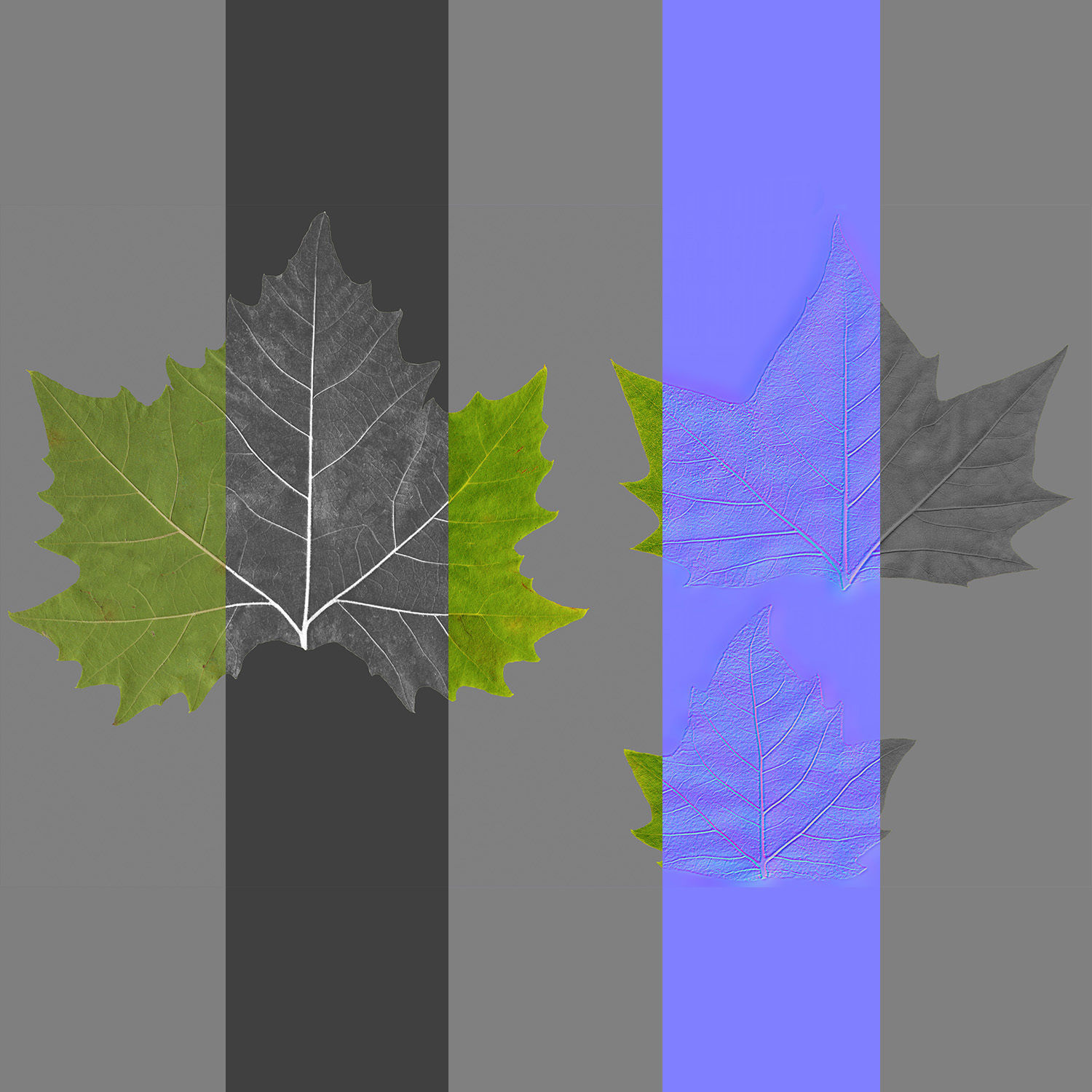 Platanus x hispanica 102SU V2 3D model_17