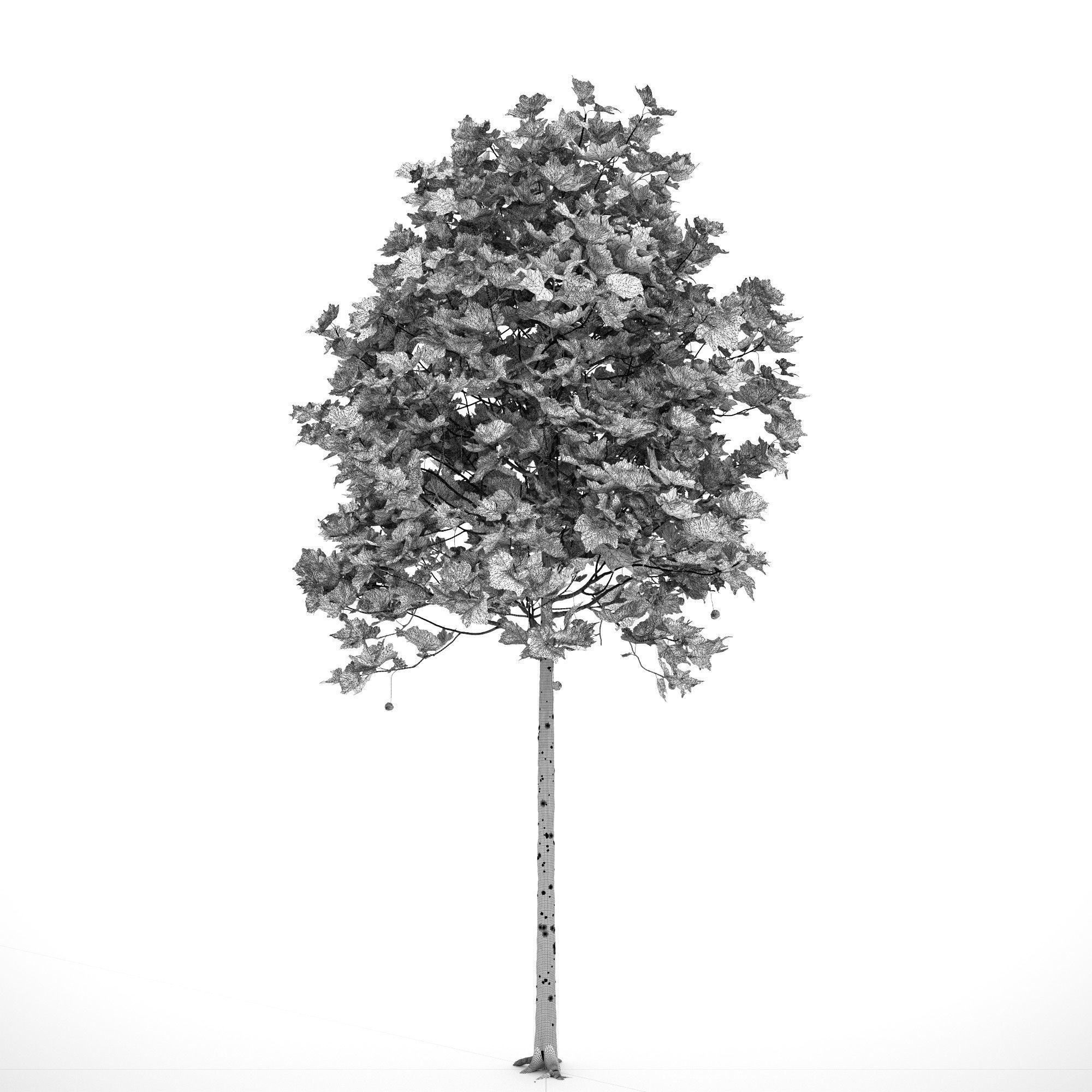 Platanus x hispanica 102SU V2 3D model_12