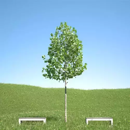 Platanus x hispanica 103SU