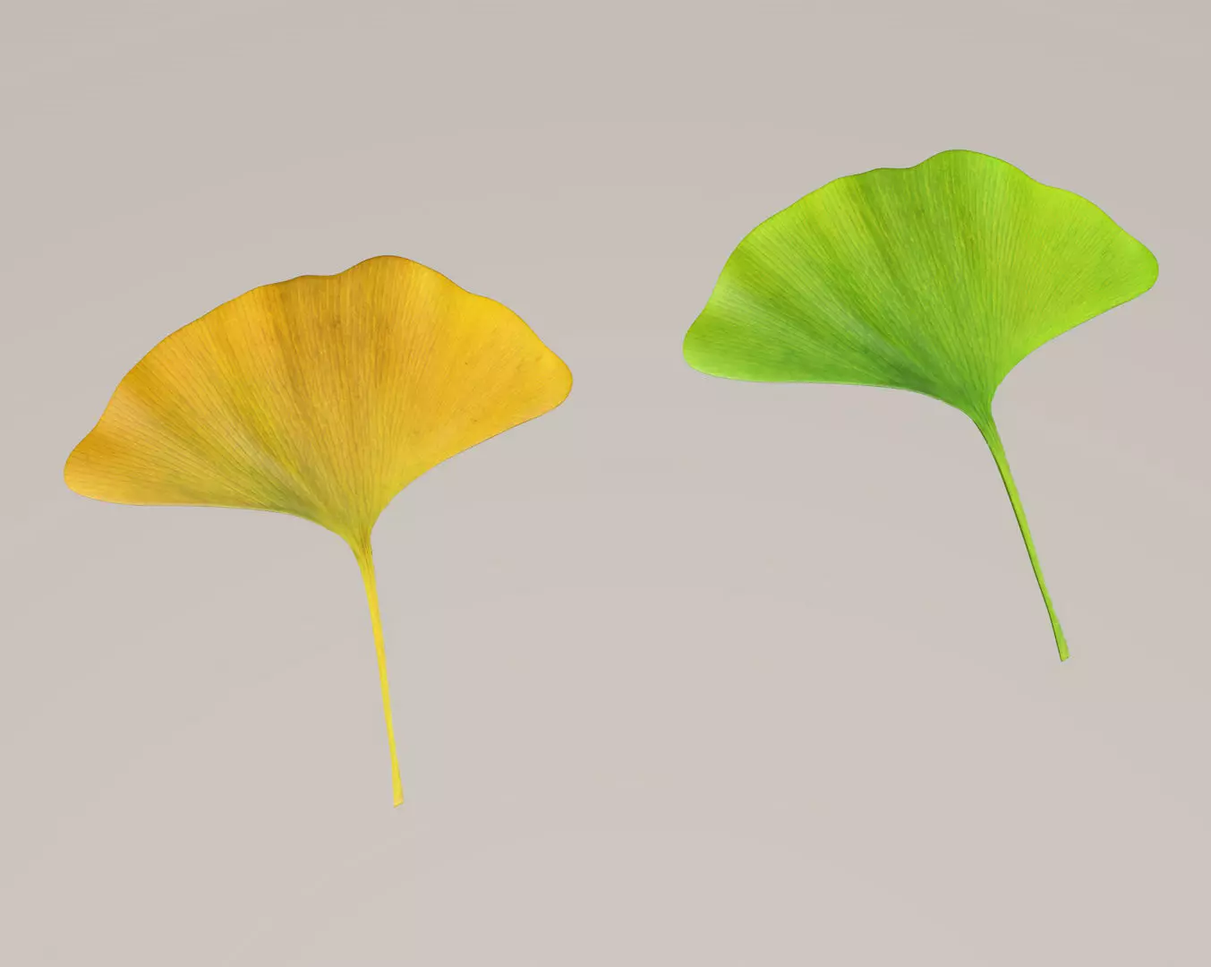 Ginkgo leaf 3D model