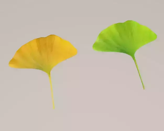 Ginkgo leaf 3D model