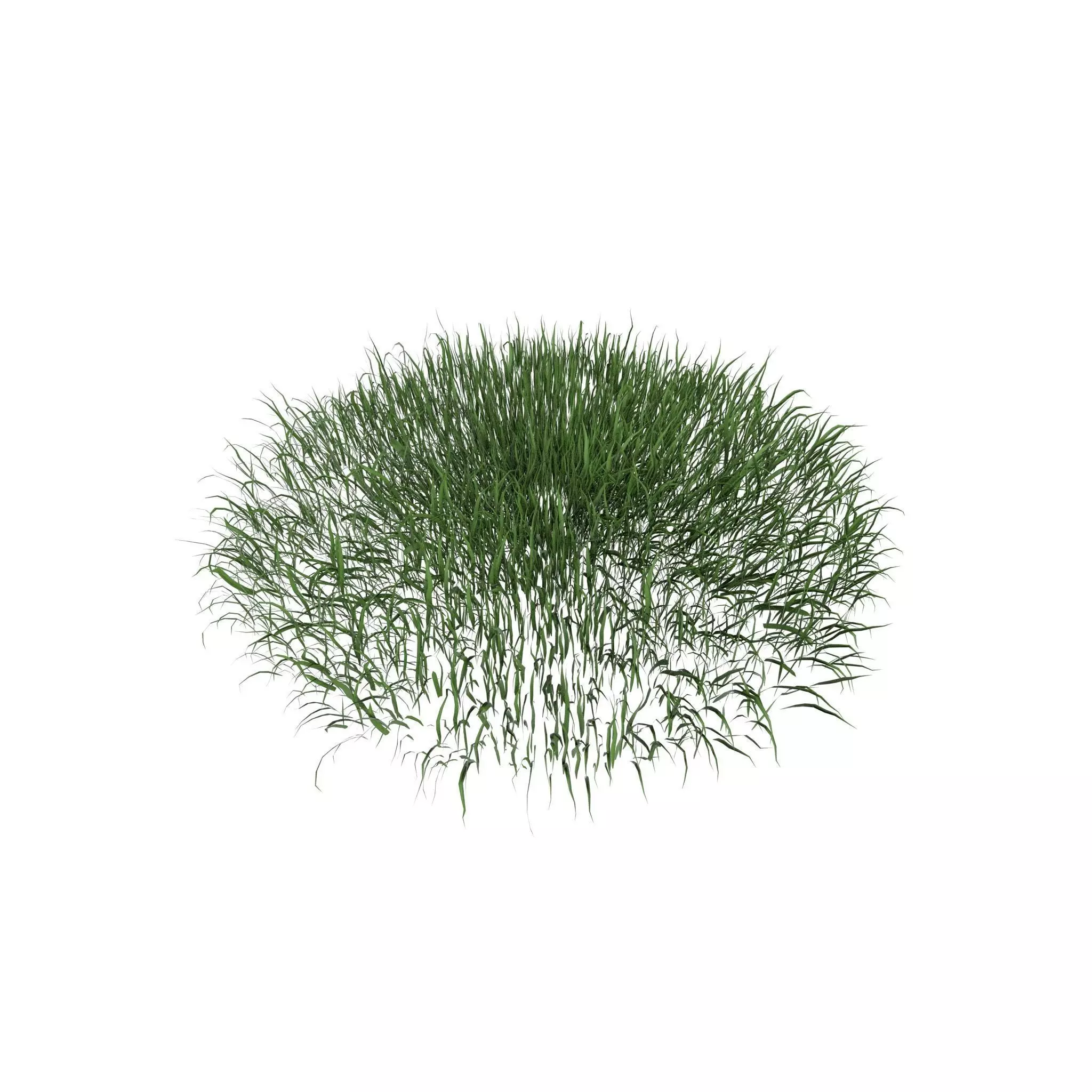 Grass 003 Low-poly 3D model_0