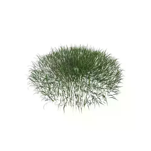 Grass 003