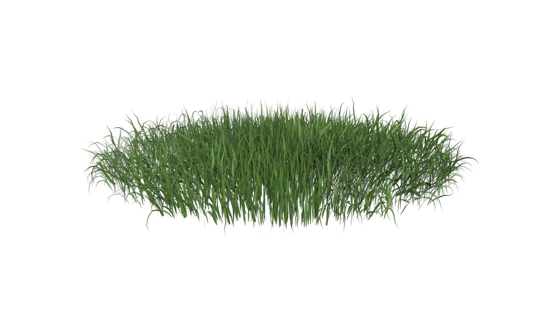 Grass 003 Low-poly 3D model_2