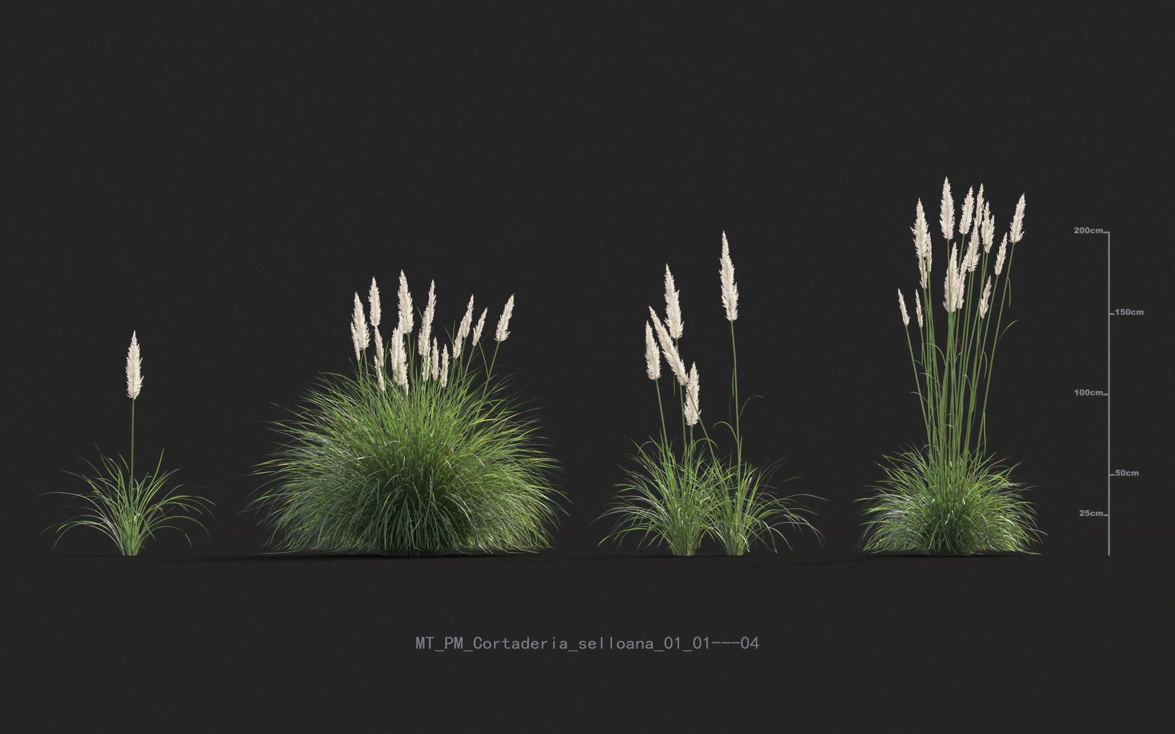 Miscanthus grass collection - Include GrowFX and Mesh file 3D model_13