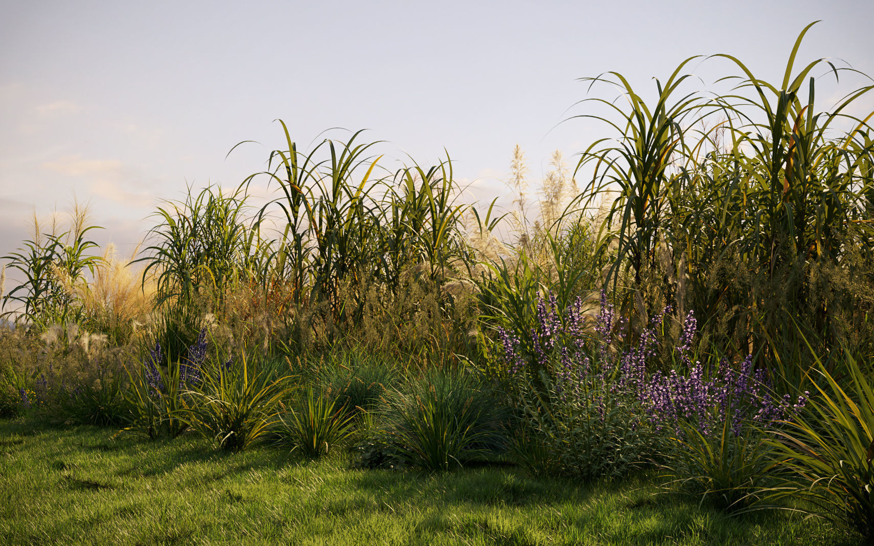 Miscanthus grass collection - Include GrowFX and Mesh file 3D model_2