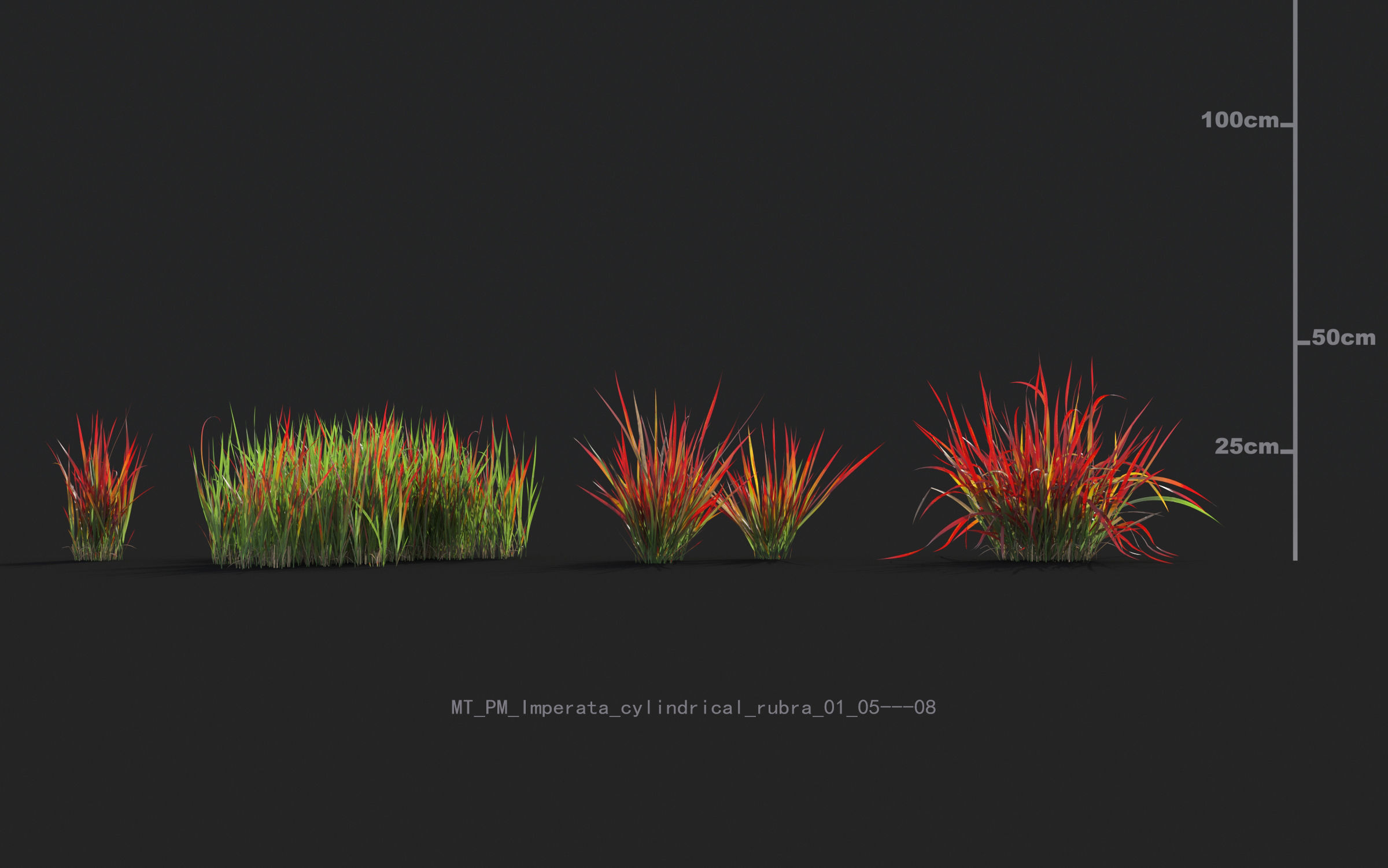 Miscanthus grass collection - Include GrowFX and Mesh file 3D model_28