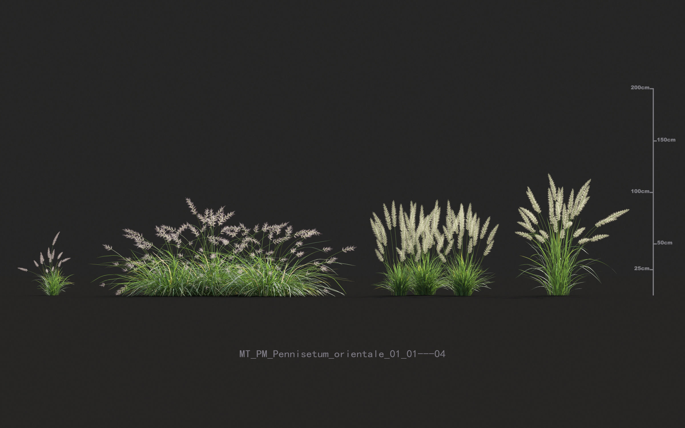 Miscanthus grass collection - Include GrowFX and Mesh file 3D model_51