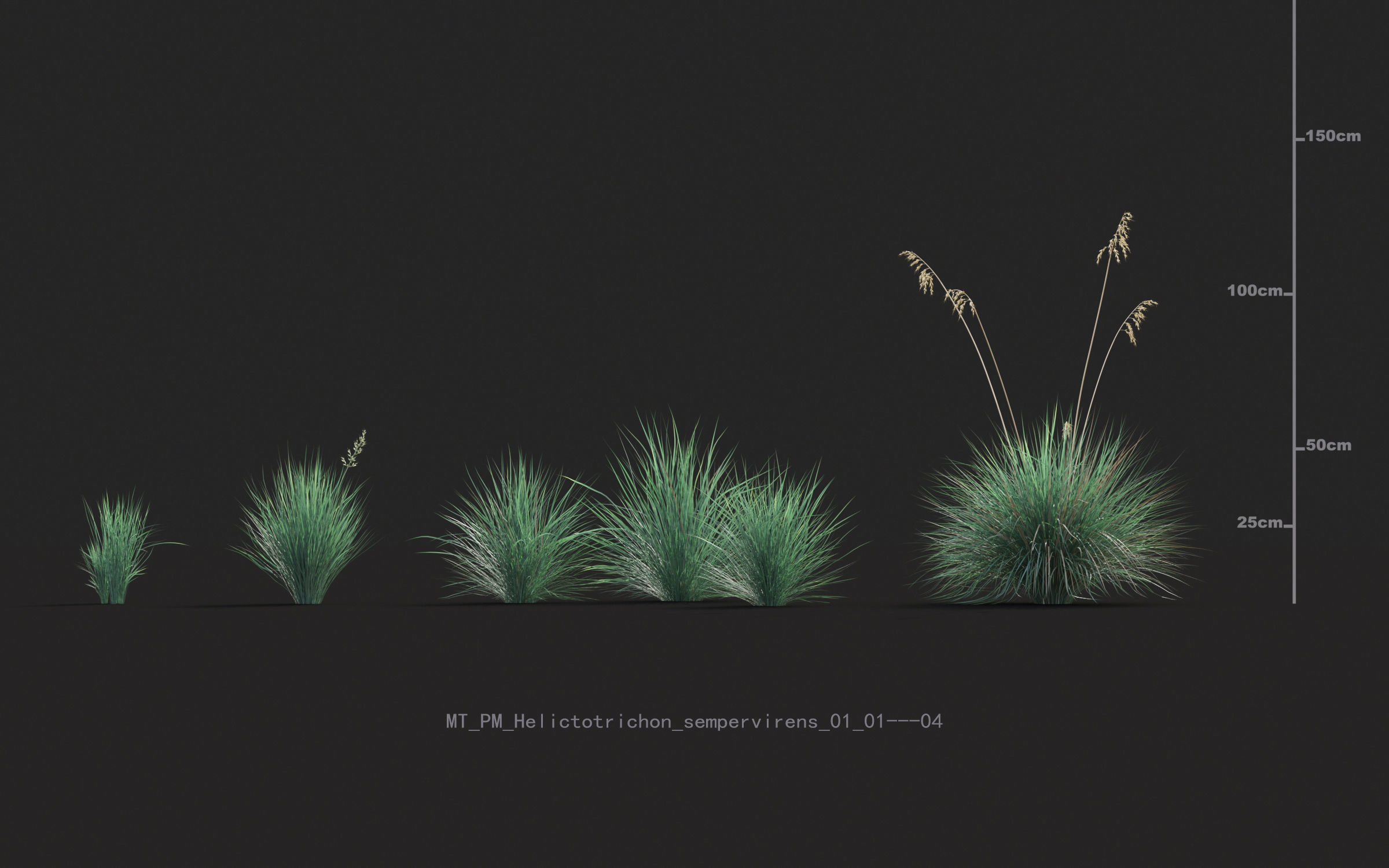 Miscanthus grass collection - Include GrowFX and Mesh file 3D model_23
