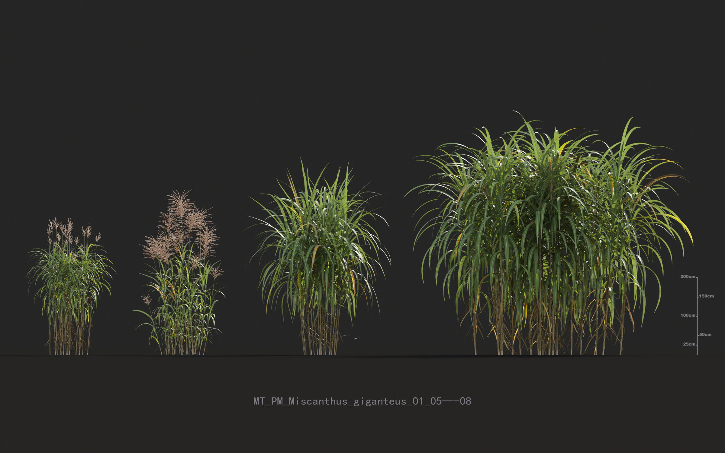 Miscanthus grass collection - Include GrowFX and Mesh file 3D model_38