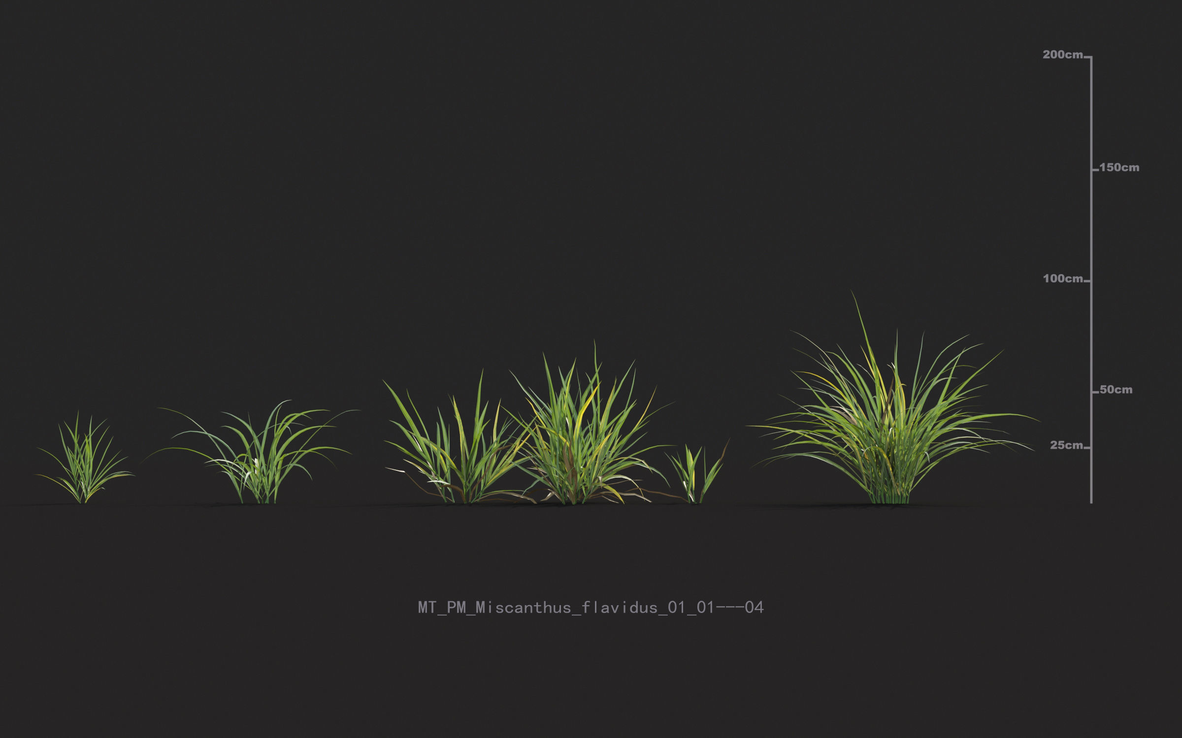 Miscanthus grass collection - Include GrowFX and Mesh file 3D model_33