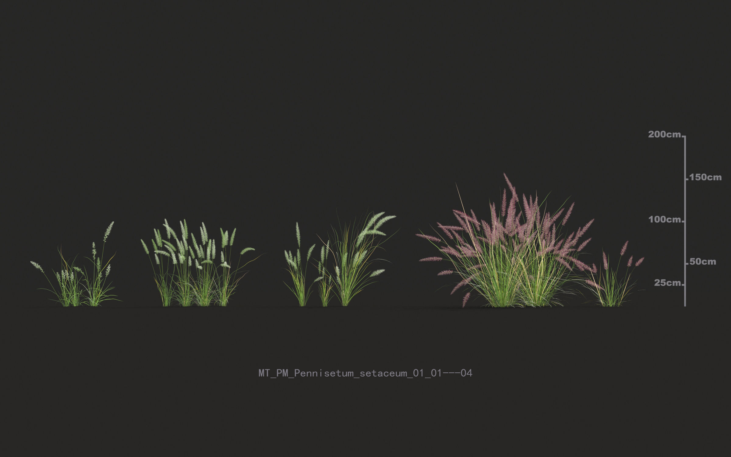 Miscanthus grass collection - Include GrowFX and Mesh file 3D model_53