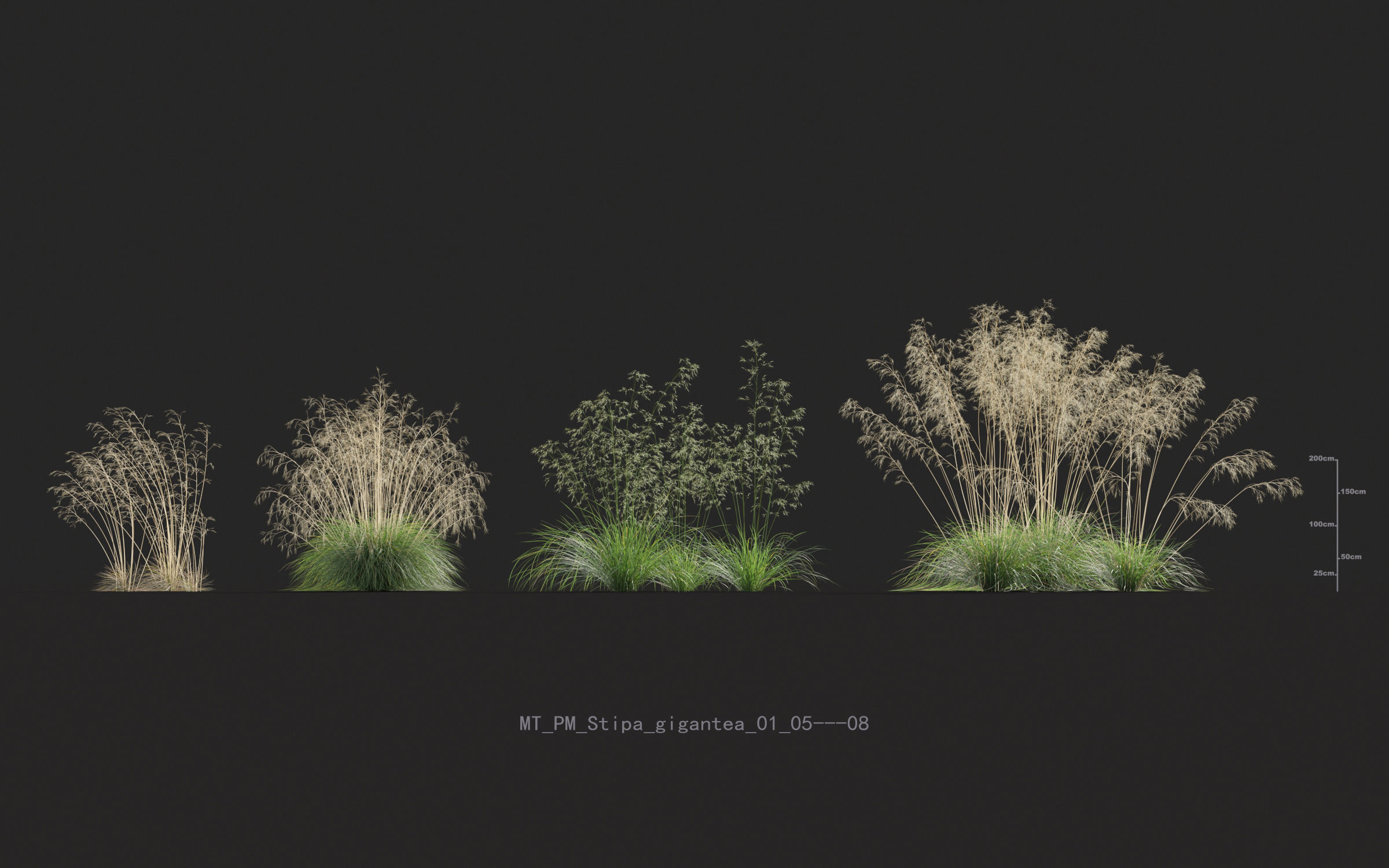 Miscanthus grass collection - Include GrowFX and Mesh file 3D model_60