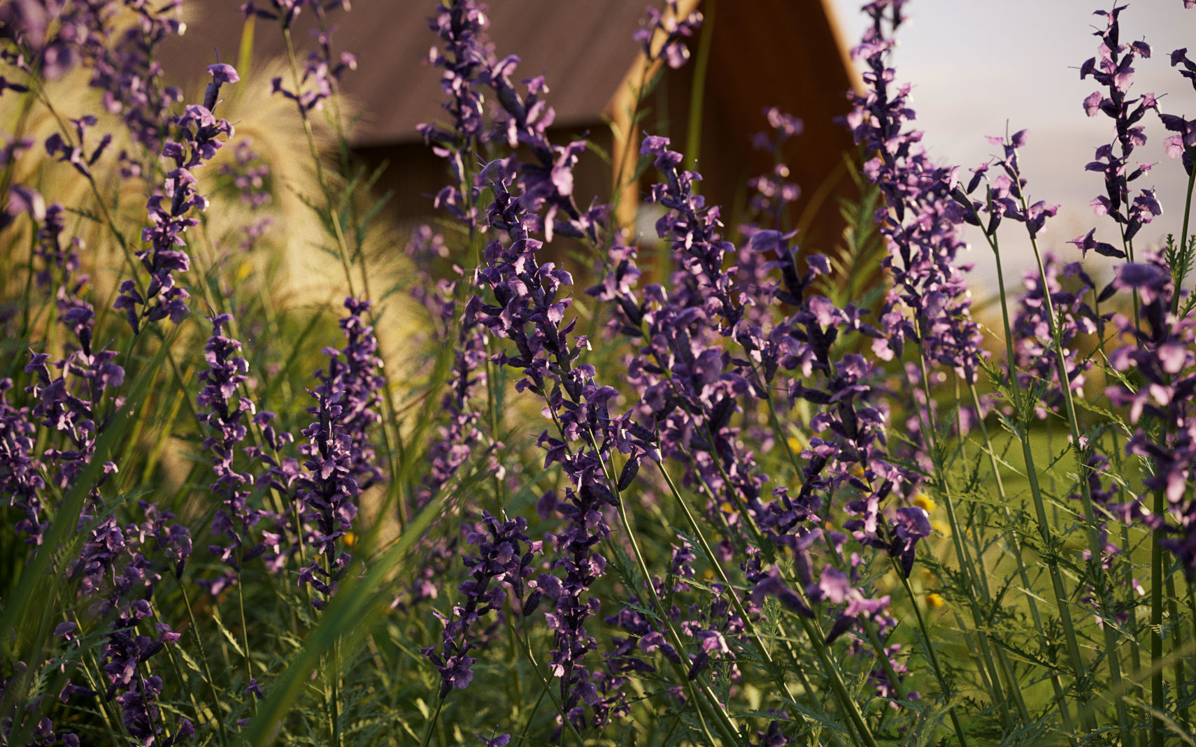 Miscanthus grass collection - Include GrowFX and Mesh file 3D model_3