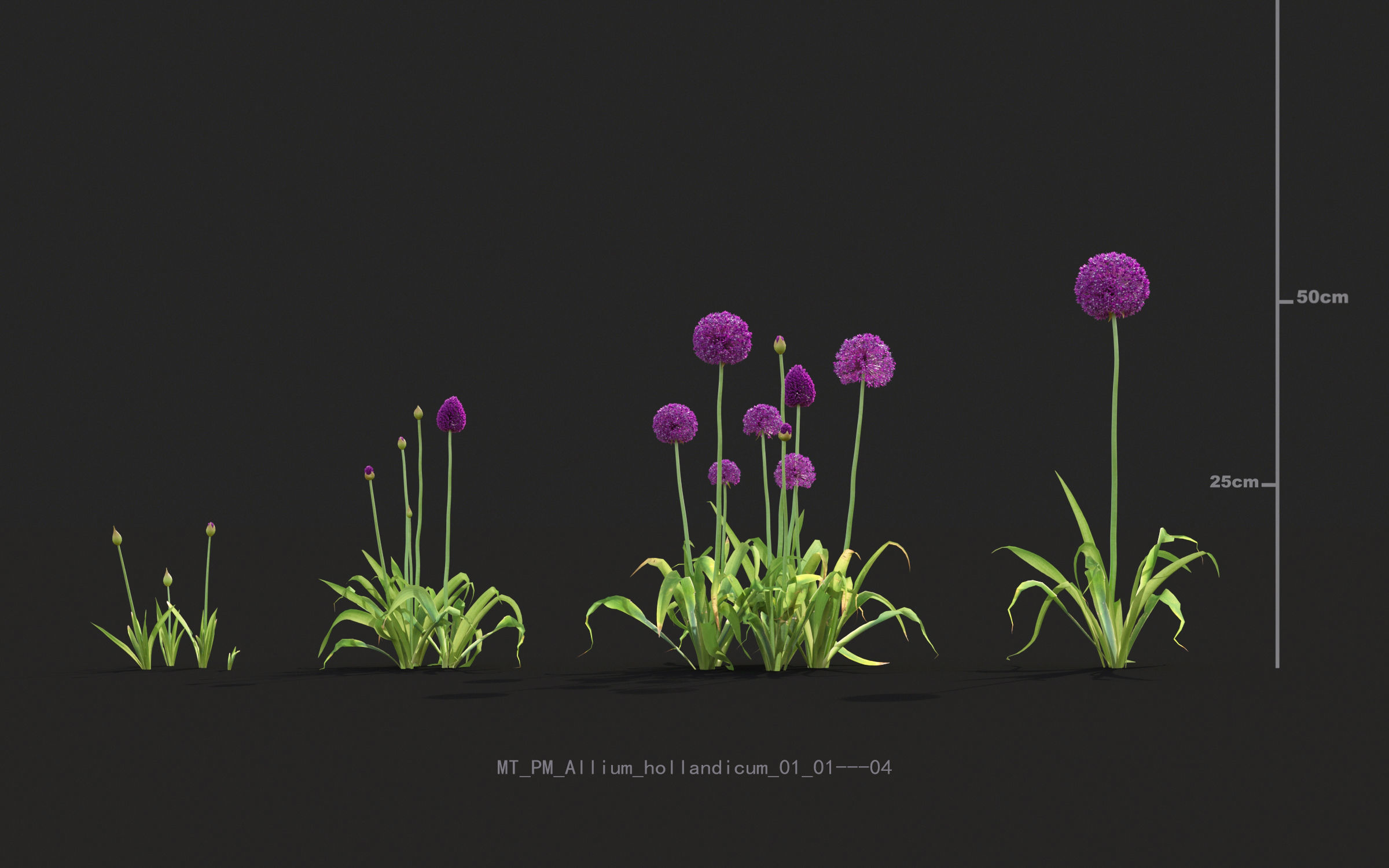 Miscanthus grass collection - Include GrowFX and Mesh file 3D model_5