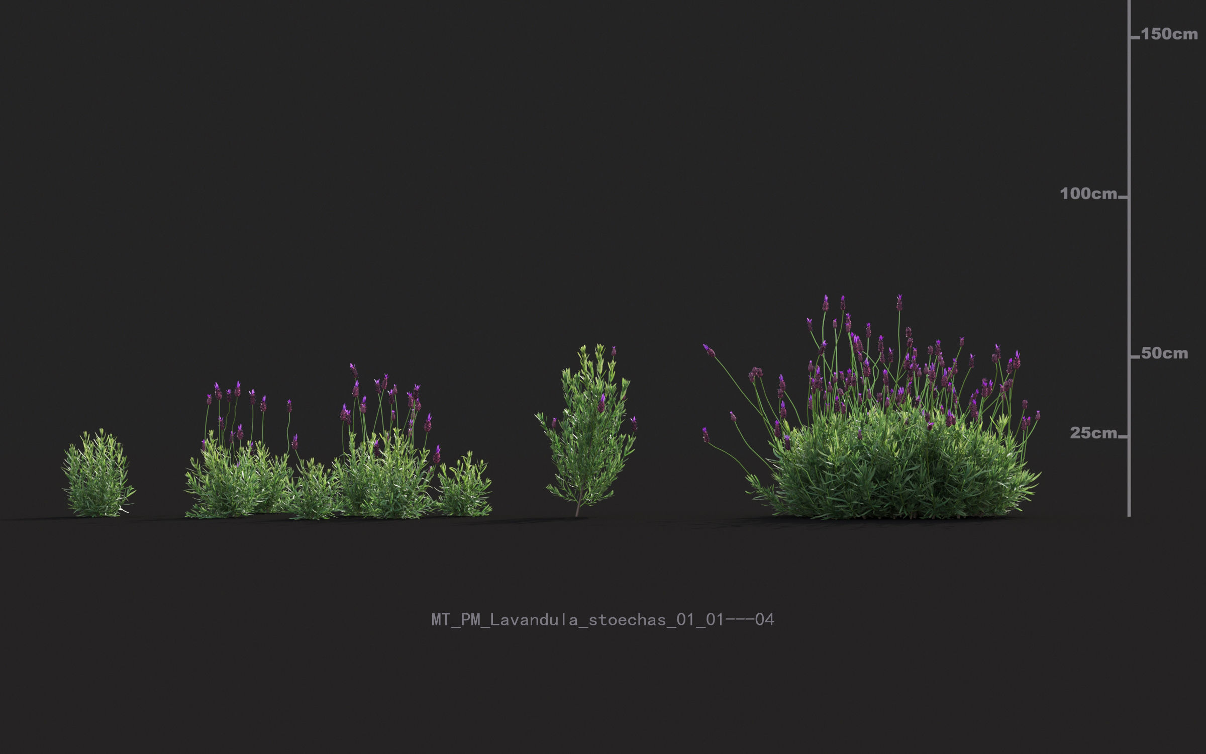 Miscanthus grass collection - Include GrowFX and Mesh file 3D model_31