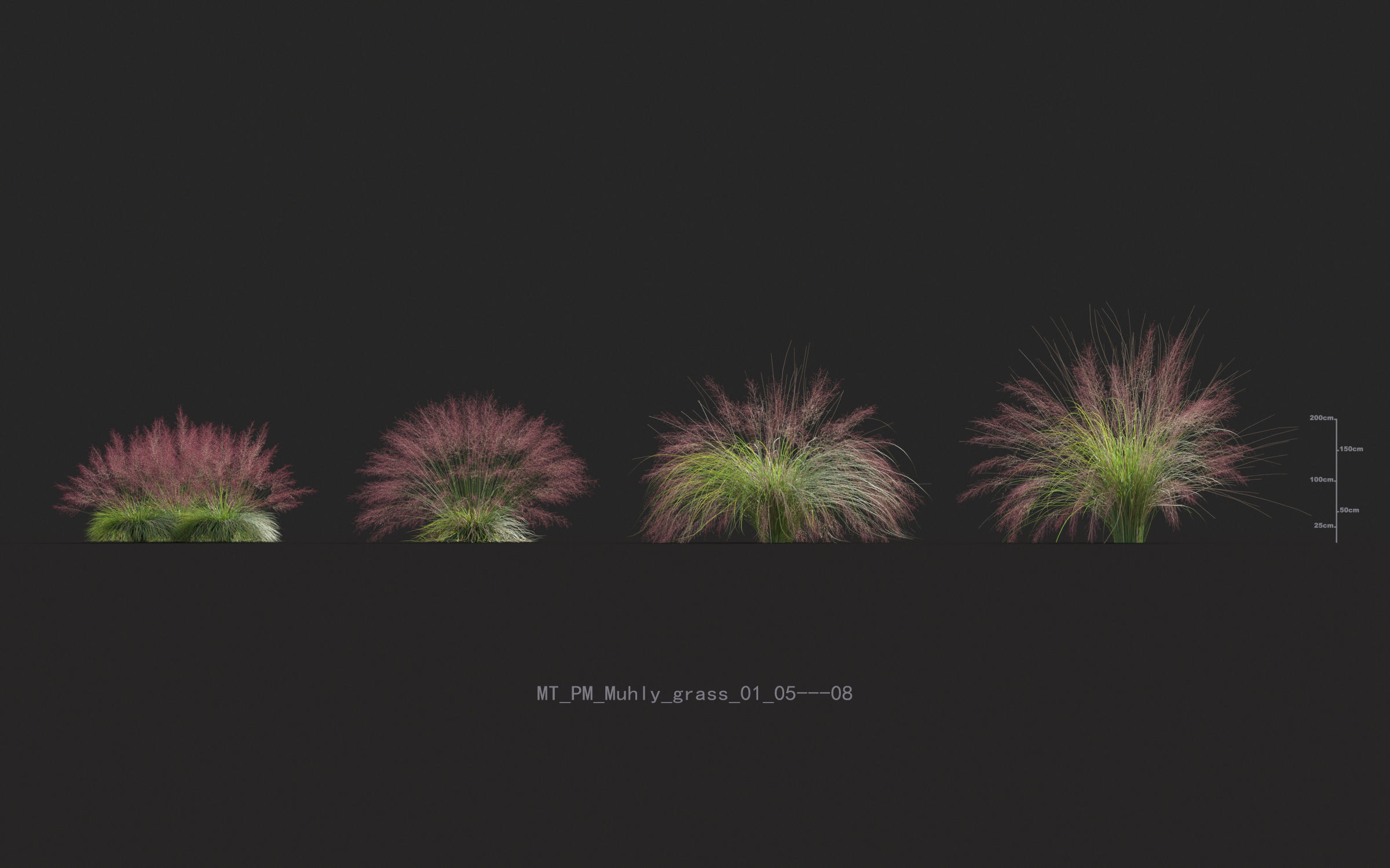 Miscanthus grass collection - Include GrowFX and Mesh file 3D model_46