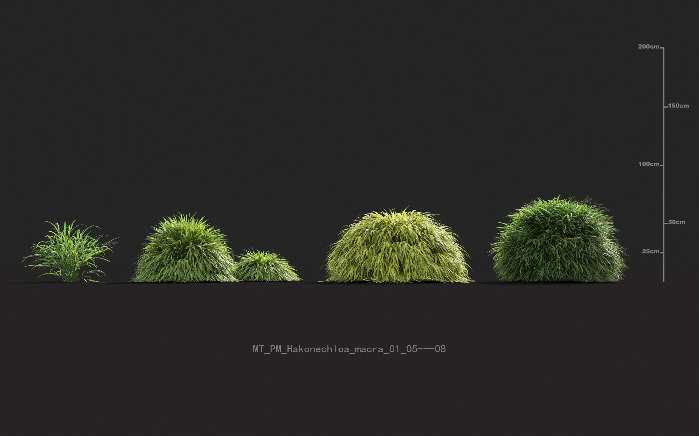 Miscanthus grass collection - Include GrowFX and Mesh file 3D model_22