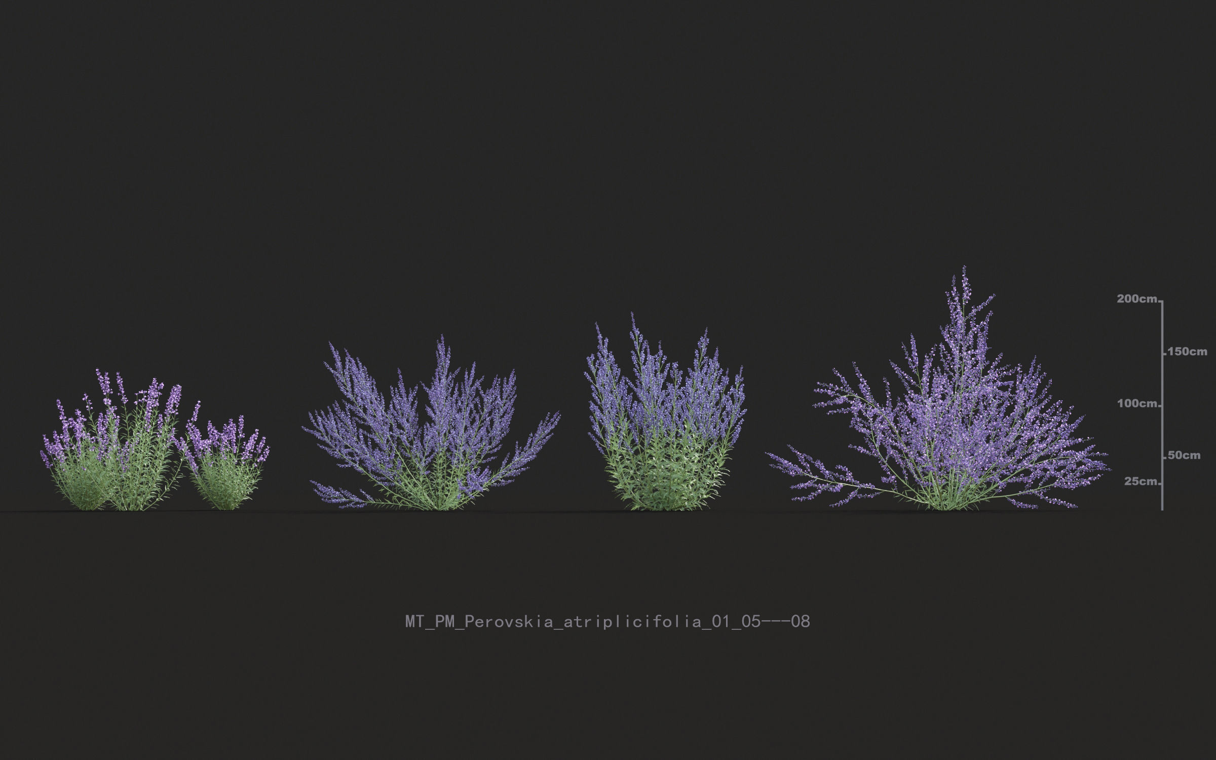 Miscanthus grass collection - Include GrowFX and Mesh file 3D model_56