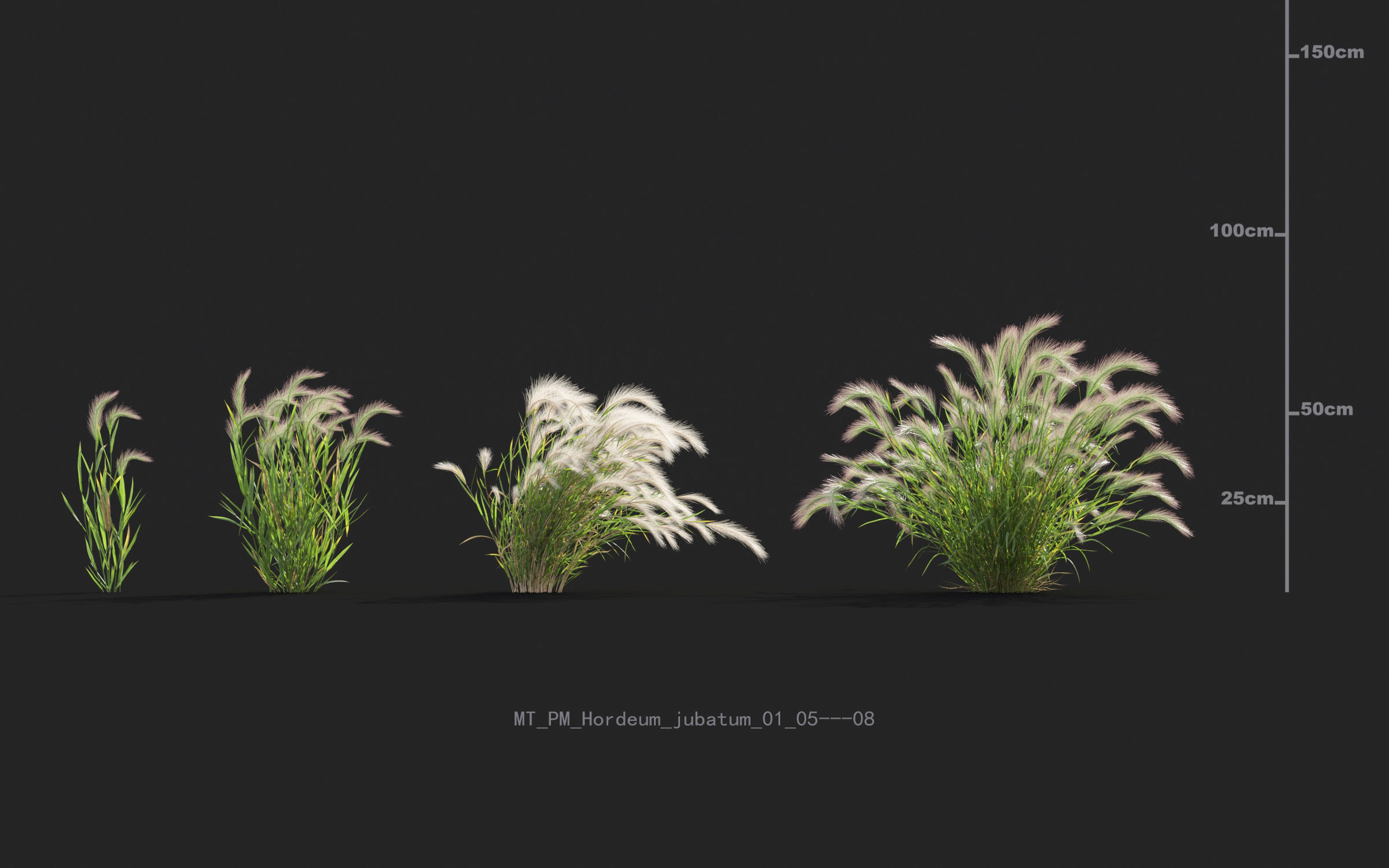 Miscanthus grass collection - Include GrowFX and Mesh file 3D model_26