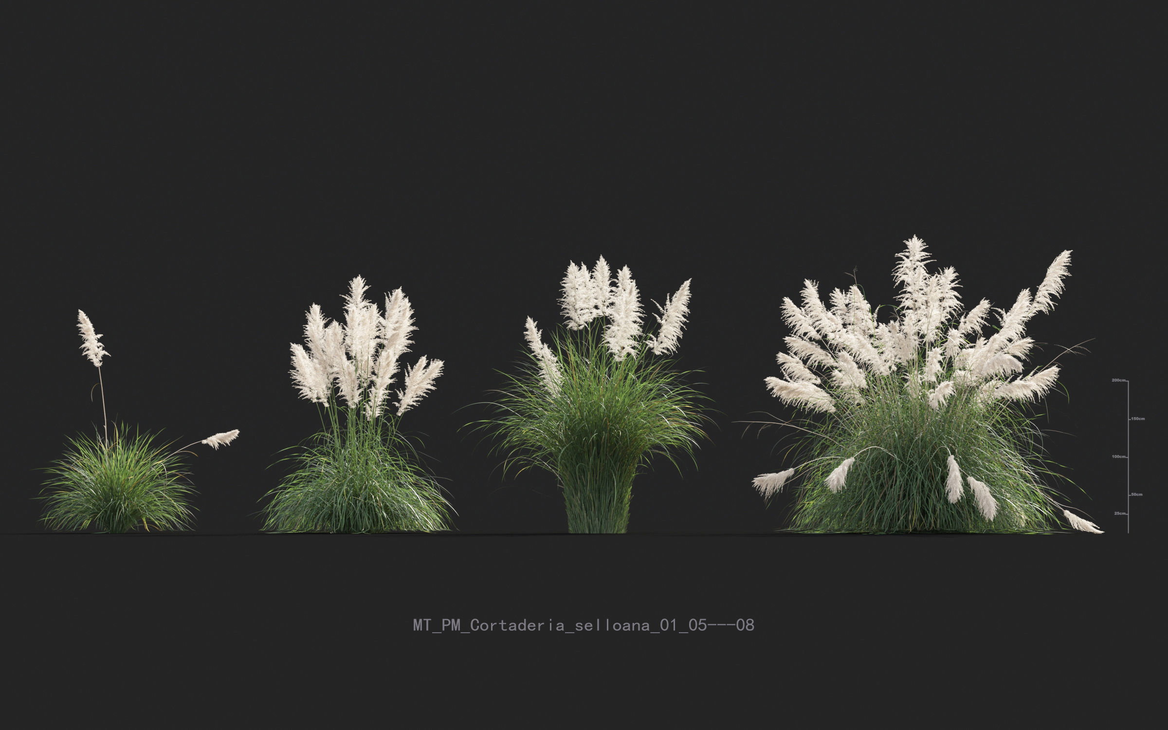 Miscanthus grass collection - Include GrowFX and Mesh file 3D model_14