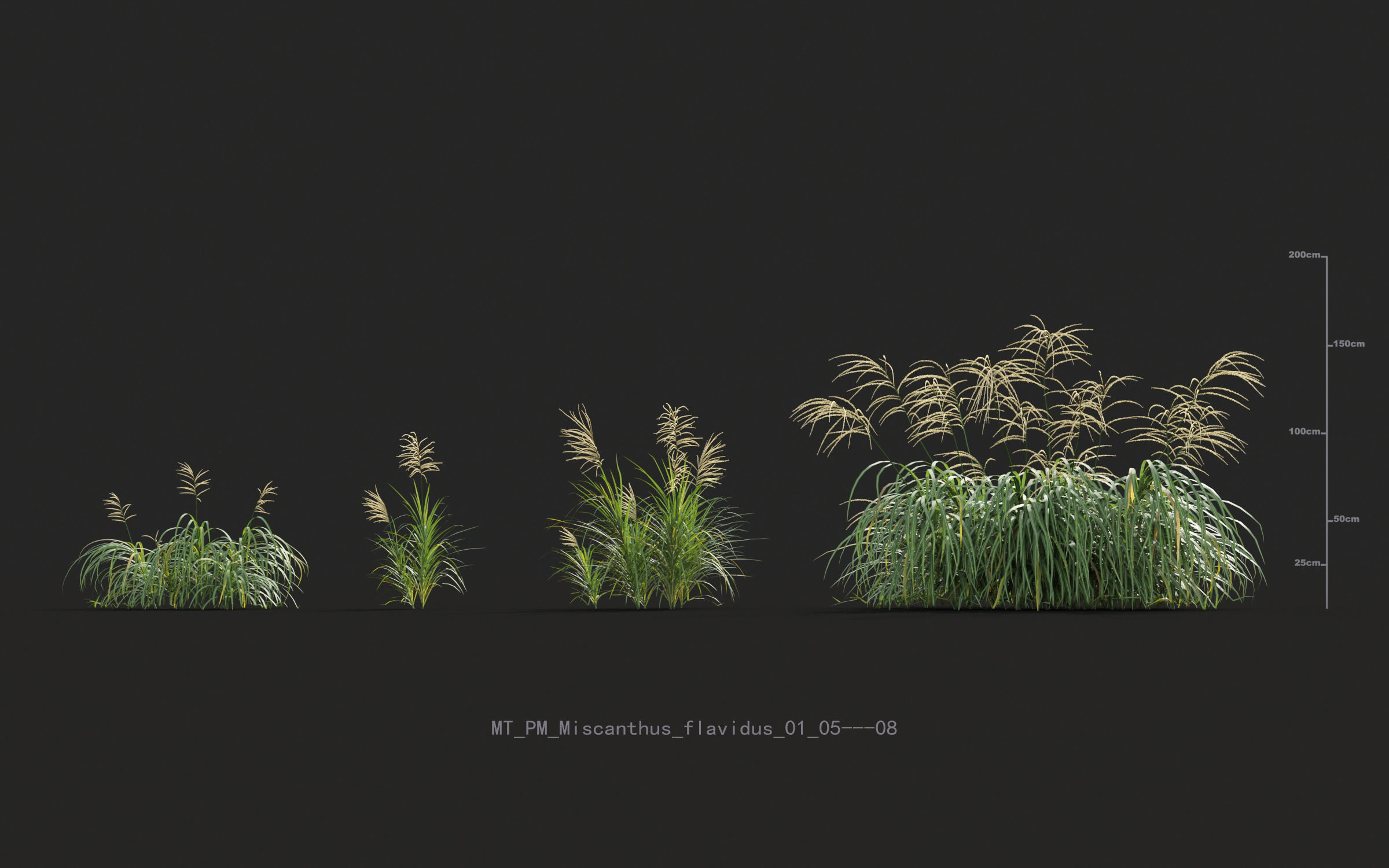 Miscanthus grass collection - Include GrowFX and Mesh file 3D model_34