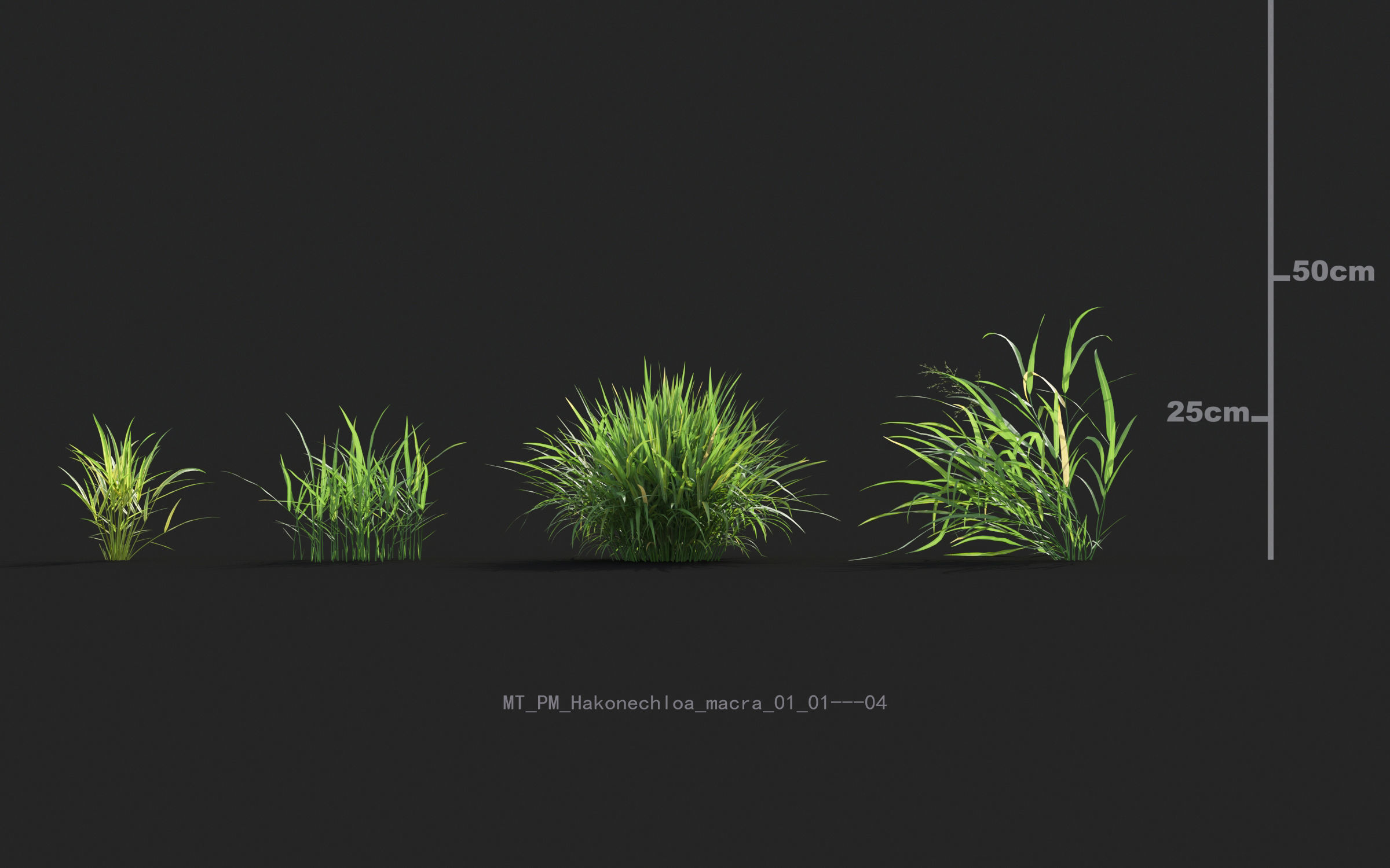 Miscanthus grass collection - Include GrowFX and Mesh file 3D model_21