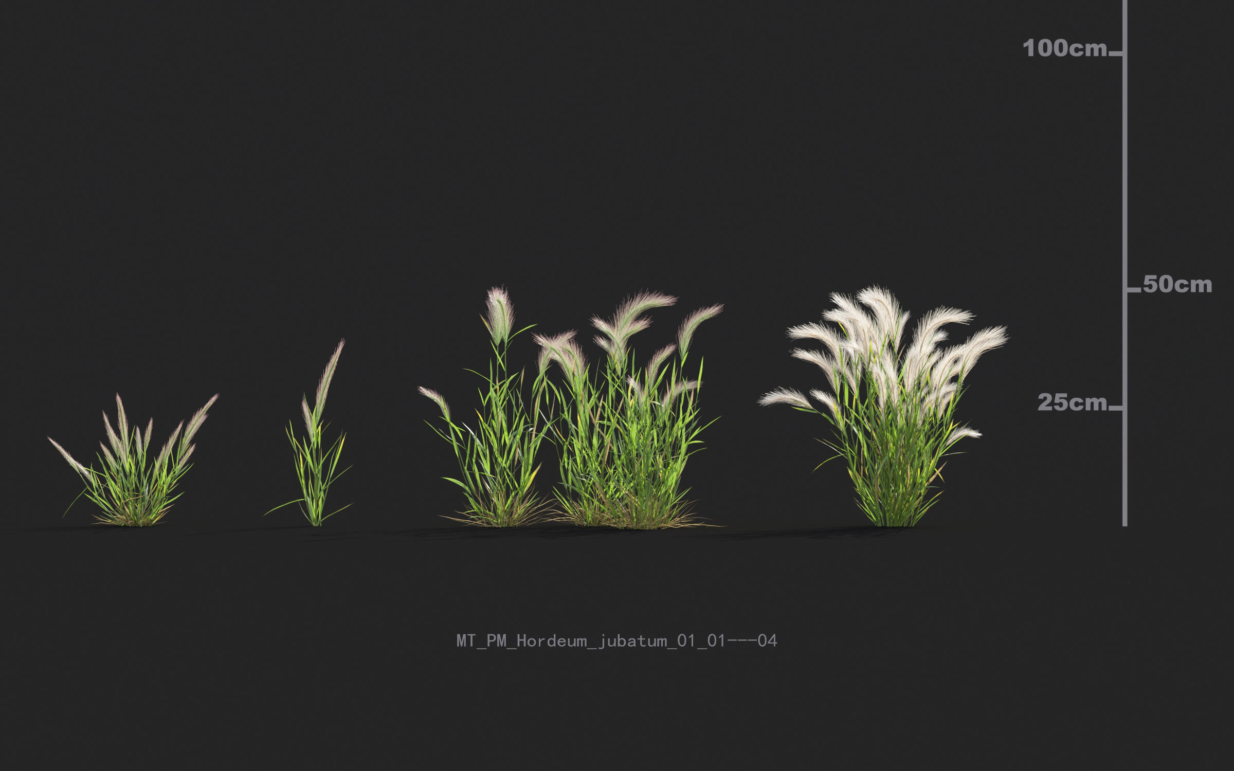Miscanthus grass collection - Include GrowFX and Mesh file 3D model_25