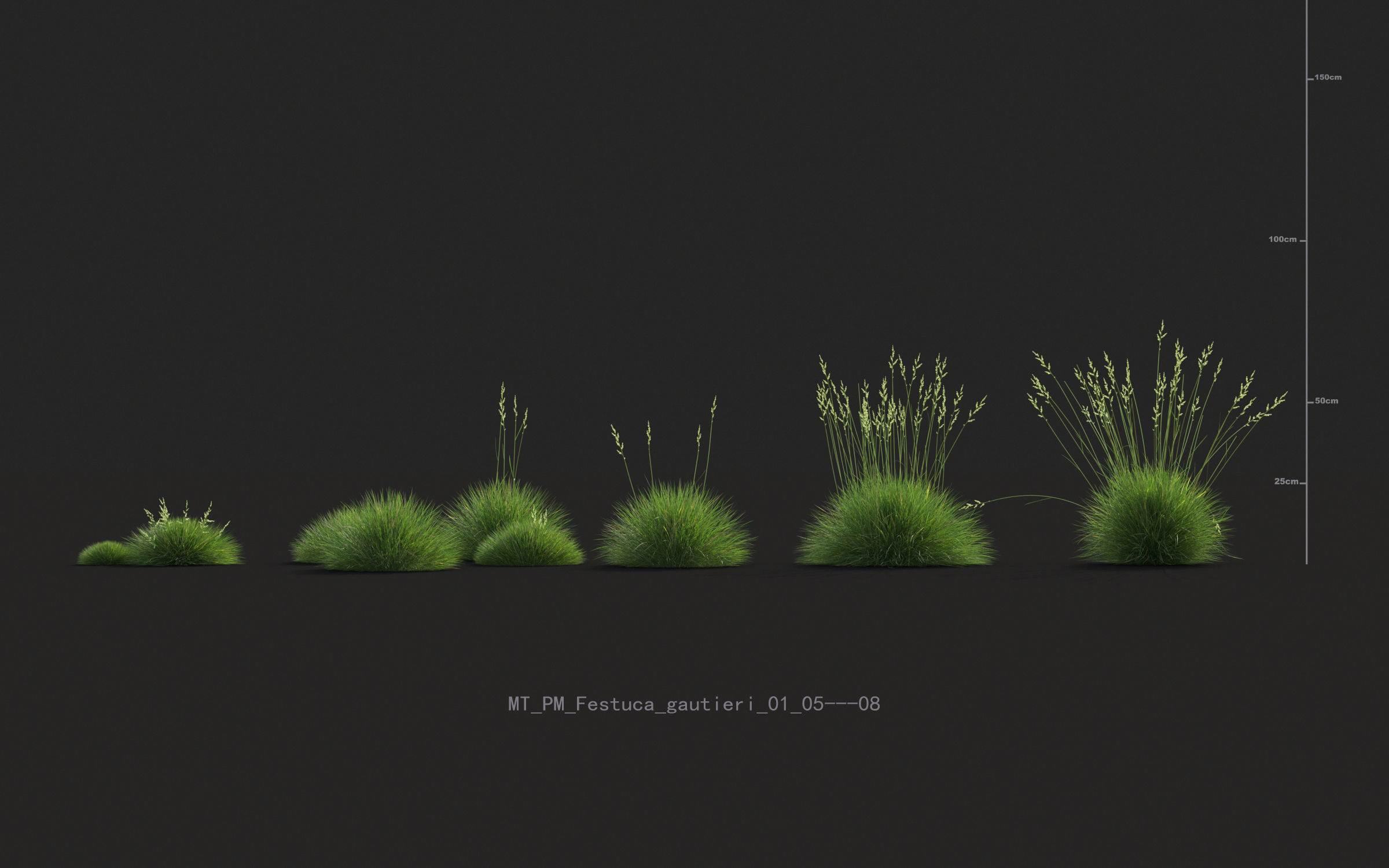 Miscanthus grass collection - Include GrowFX and Mesh file 3D model_16