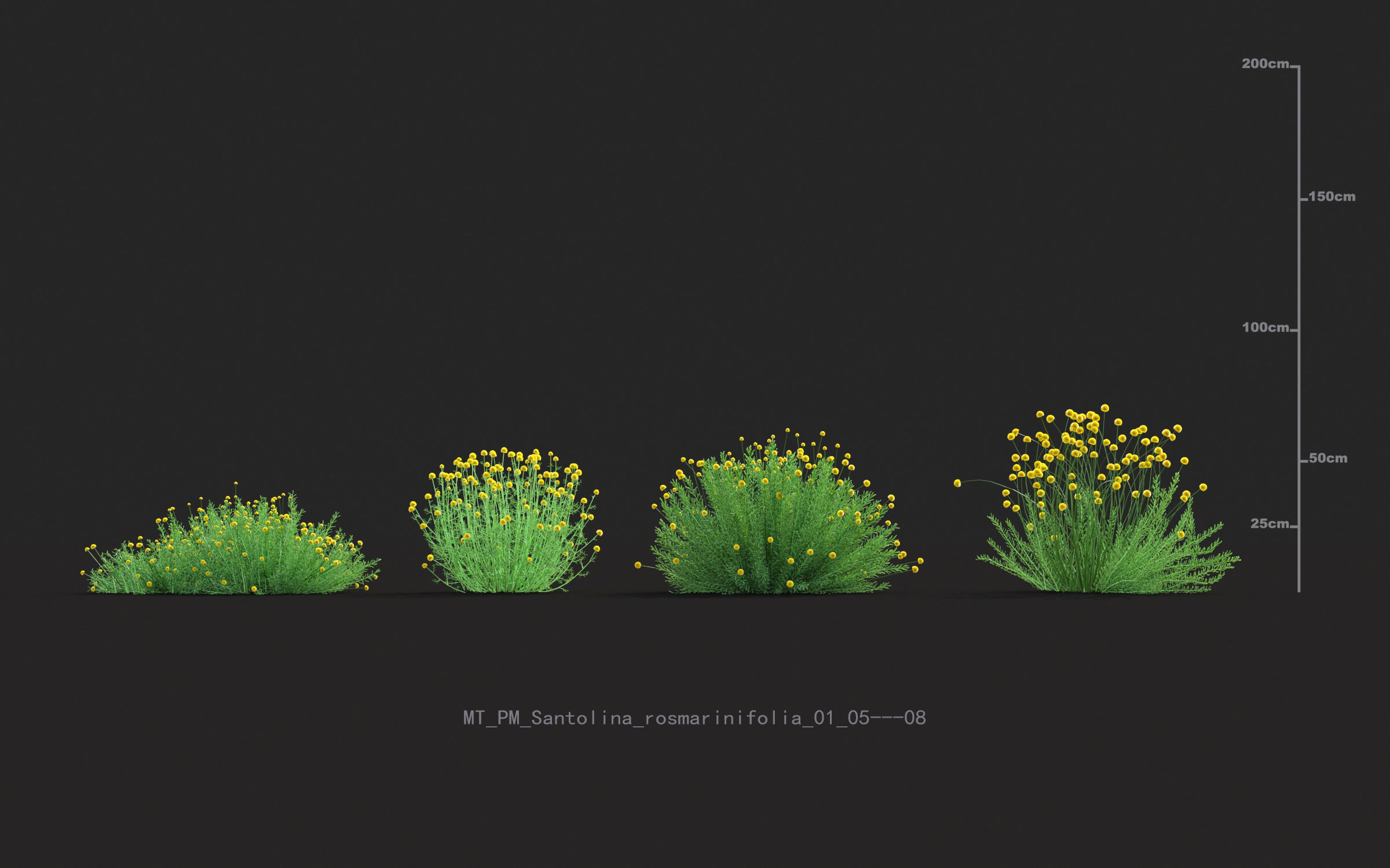 Miscanthus grass collection - Include GrowFX and Mesh file 3D model_58