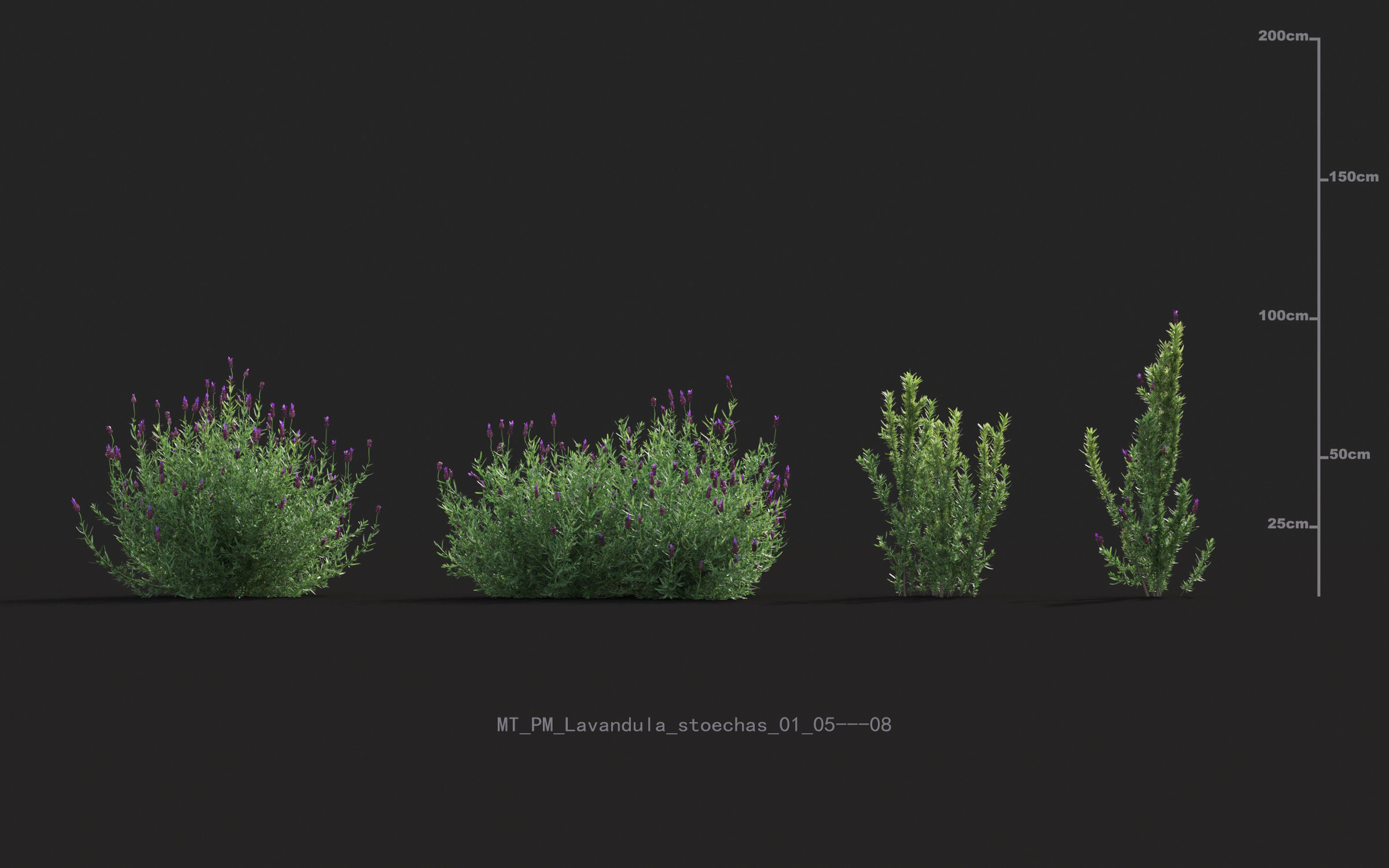 Miscanthus grass collection - Include GrowFX and Mesh file 3D model_32