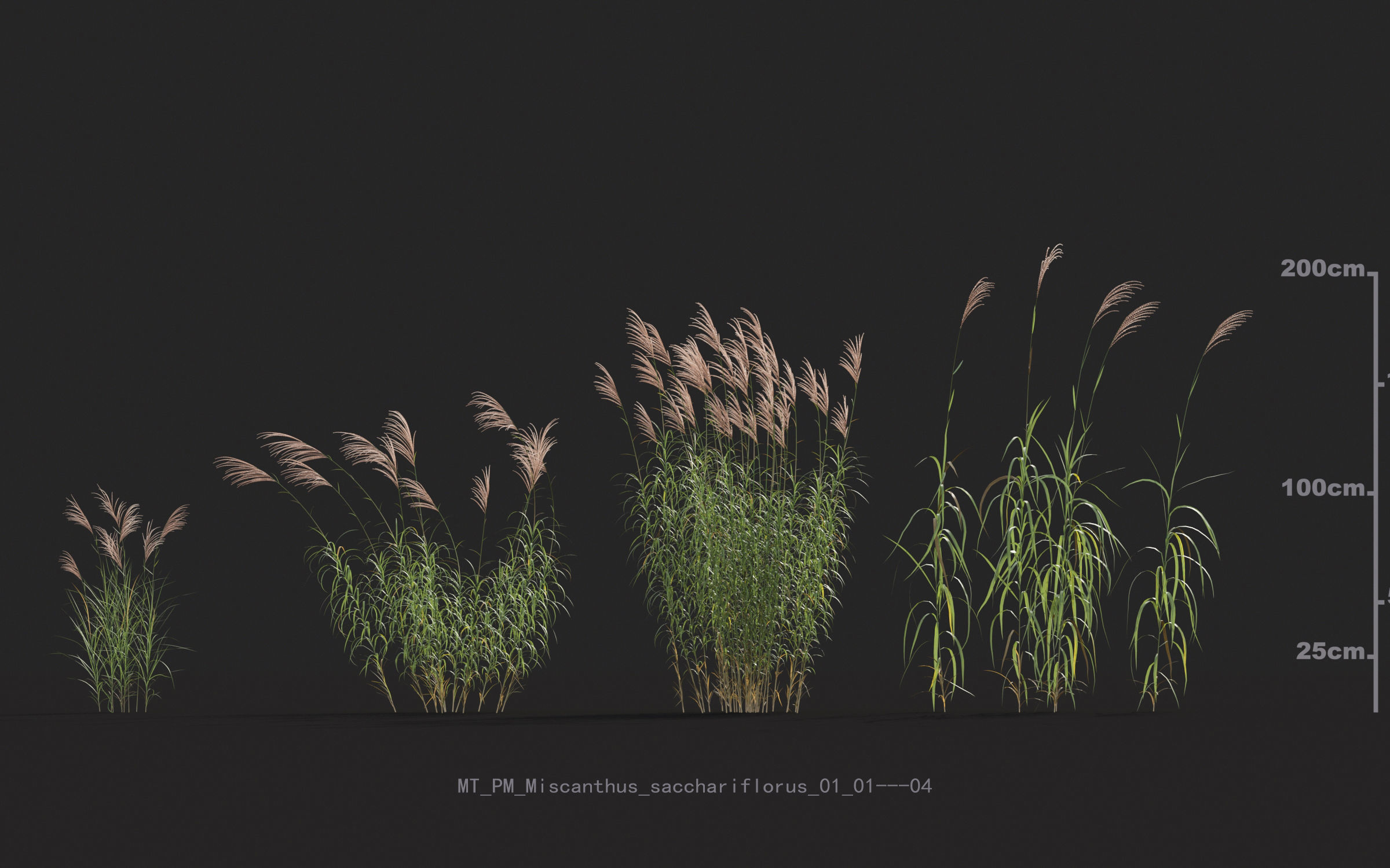 Miscanthus grass collection - Include GrowFX and Mesh file 3D model_41