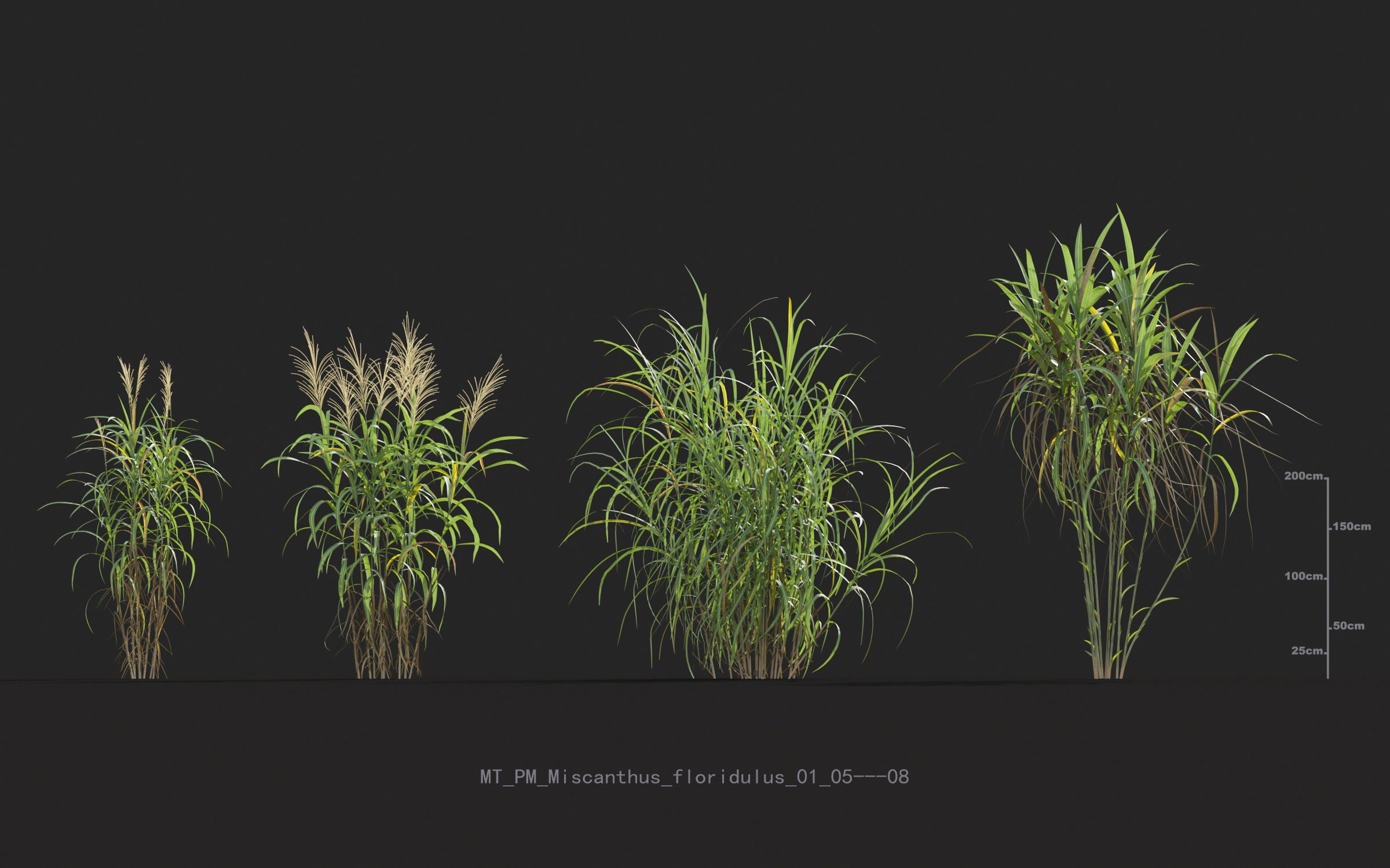 Miscanthus grass collection - Include GrowFX and Mesh file 3D model_36