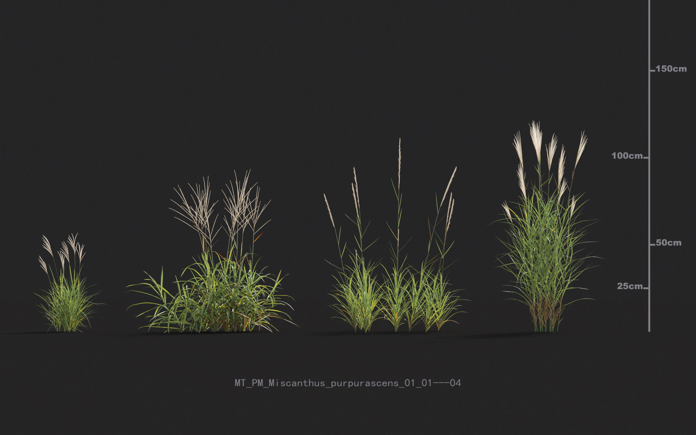 Miscanthus grass collection - Include GrowFX and Mesh file 3D model_39