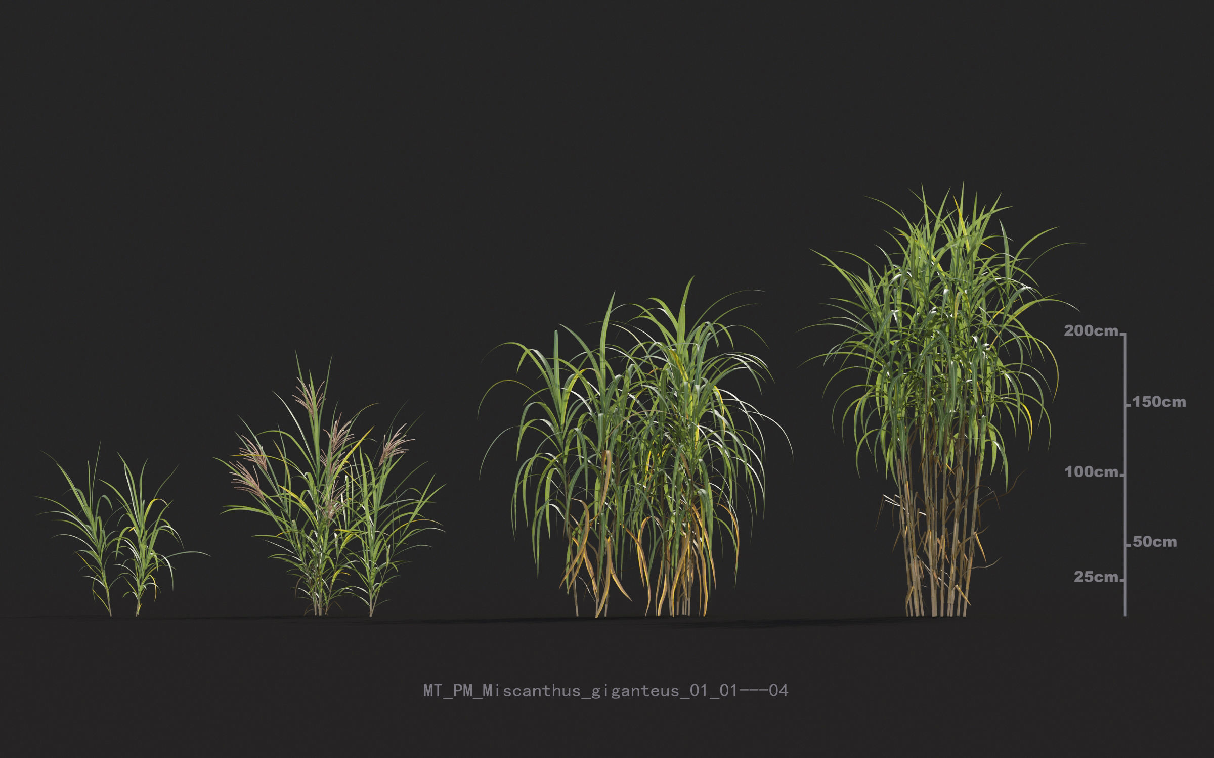 Miscanthus grass collection - Include GrowFX and Mesh file 3D model_37
