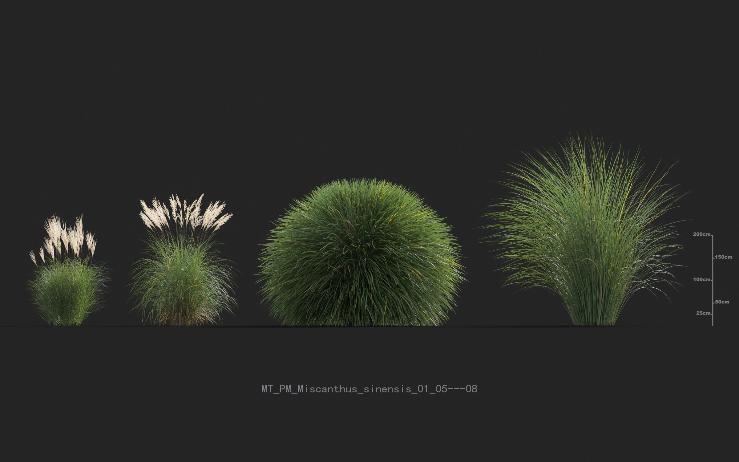 Miscanthus grass collection - Include GrowFX and Mesh file 3D model_44