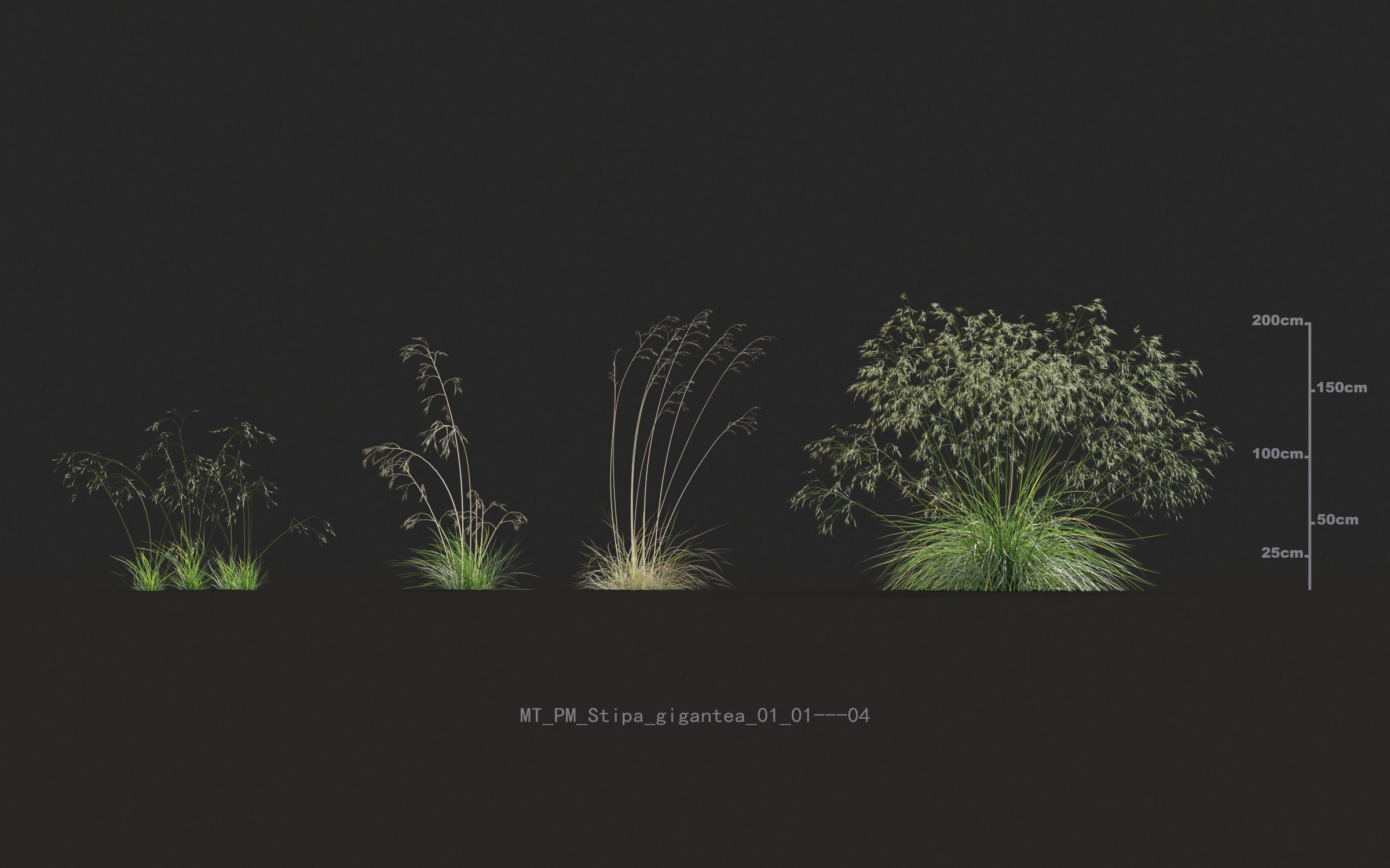 Miscanthus grass collection - Include GrowFX and Mesh file 3D model_59