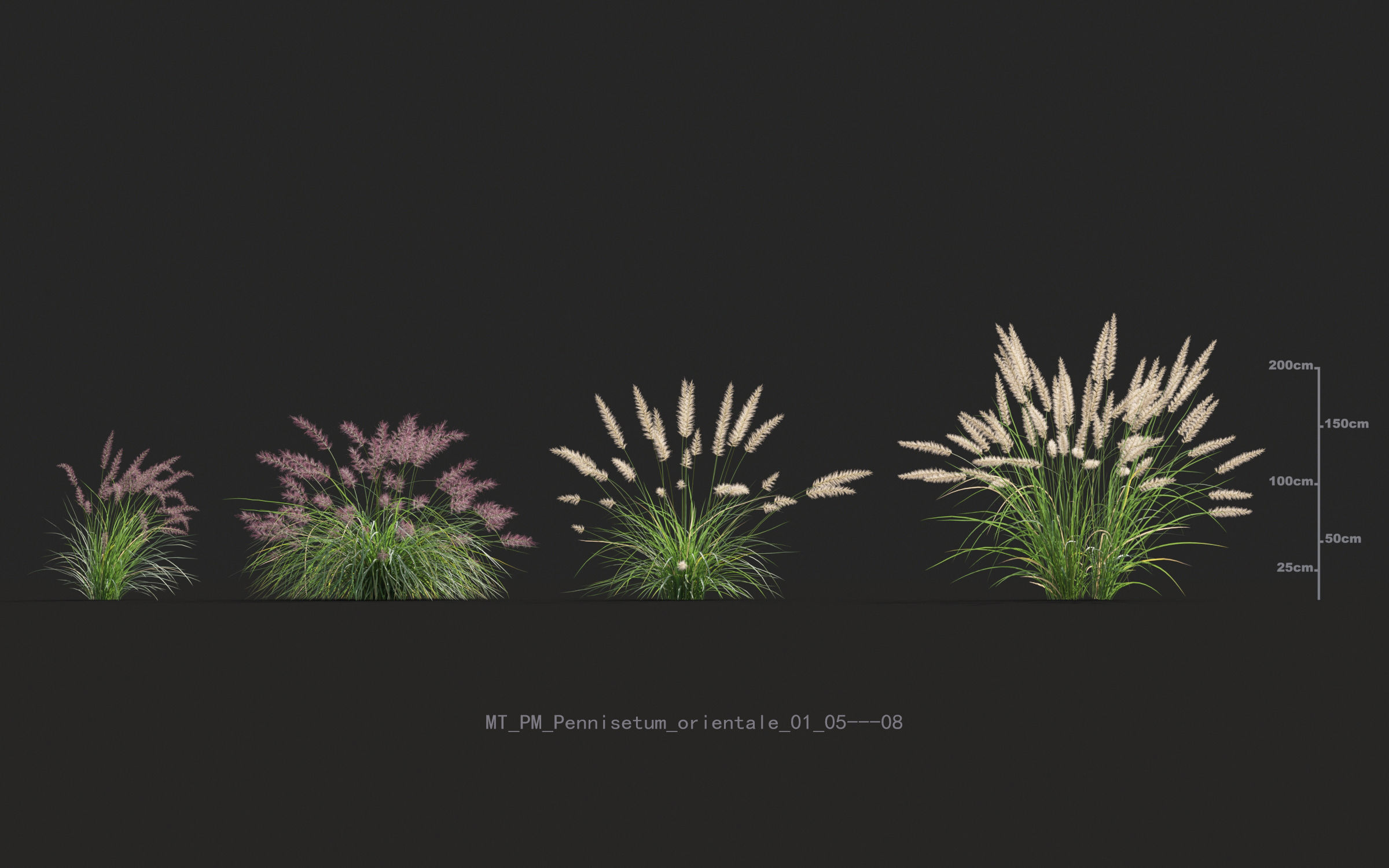 Miscanthus grass collection - Include GrowFX and Mesh file 3D model_52