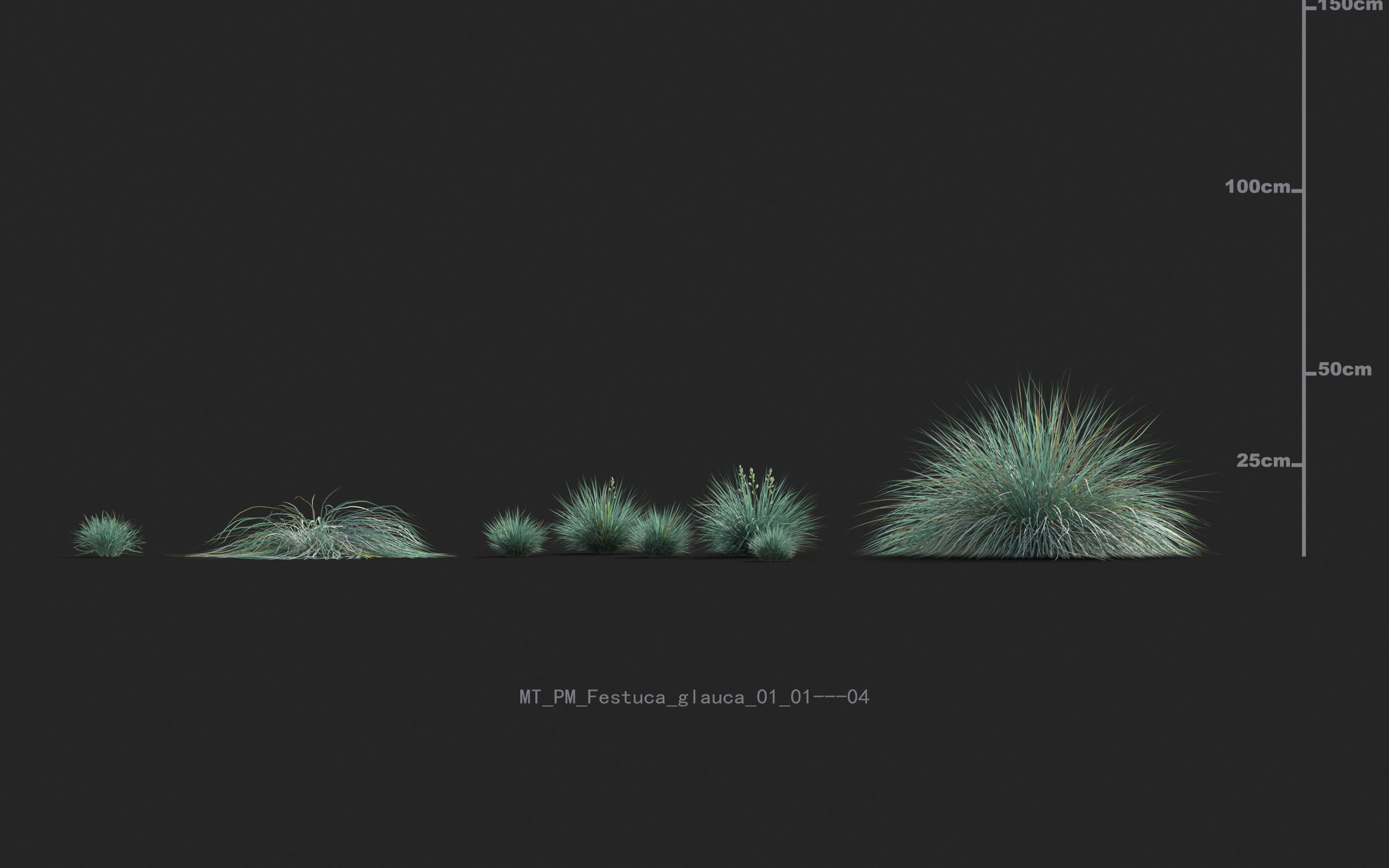 Miscanthus grass collection - Include GrowFX and Mesh file 3D model_17