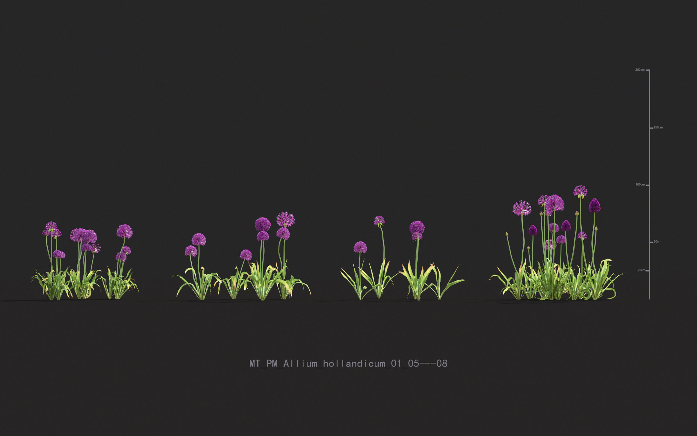 Miscanthus grass collection - Include GrowFX and Mesh file 3D model_6