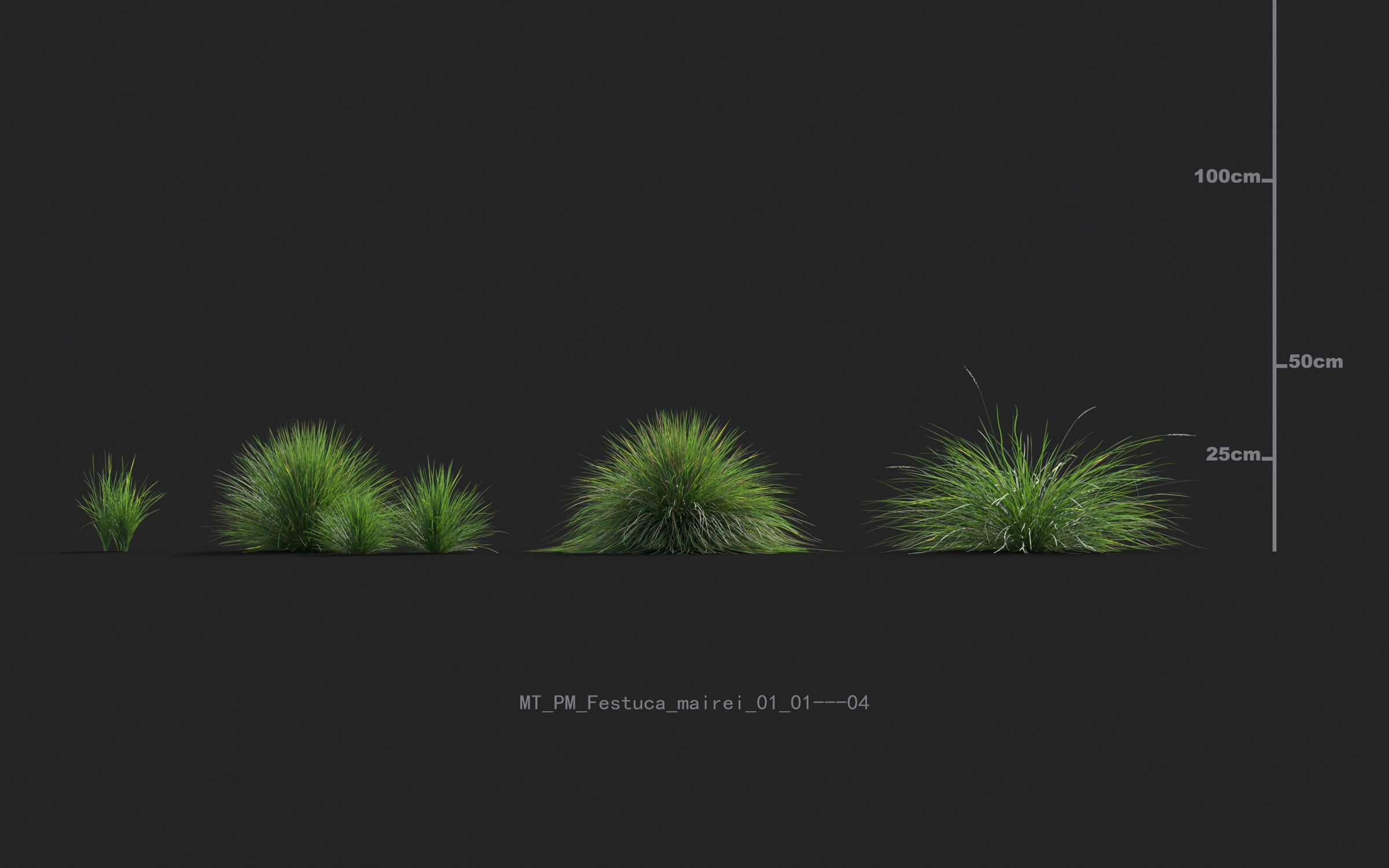 Miscanthus grass collection - Include GrowFX and Mesh file 3D model_19