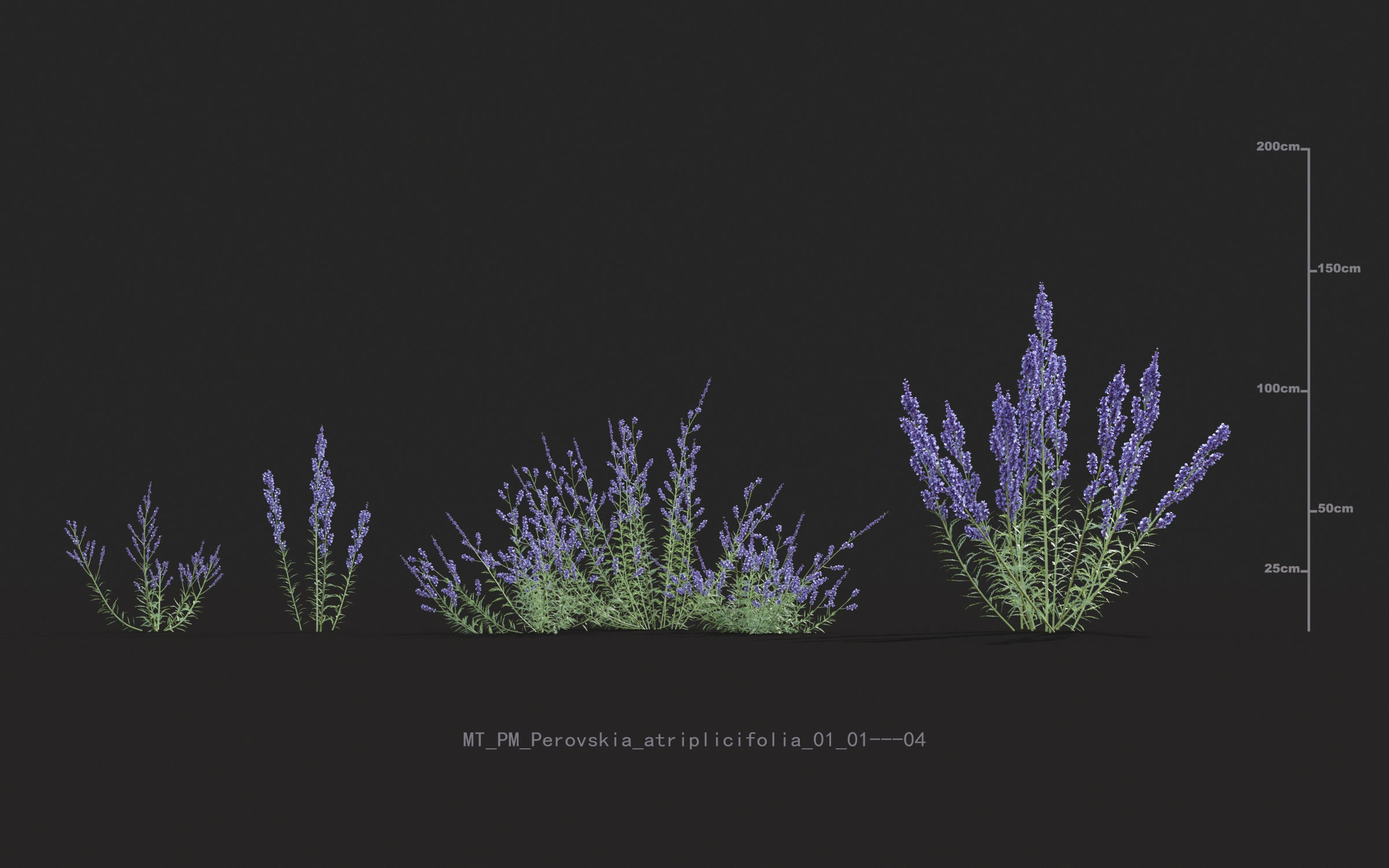 Miscanthus grass collection - Include GrowFX and Mesh file 3D model_55