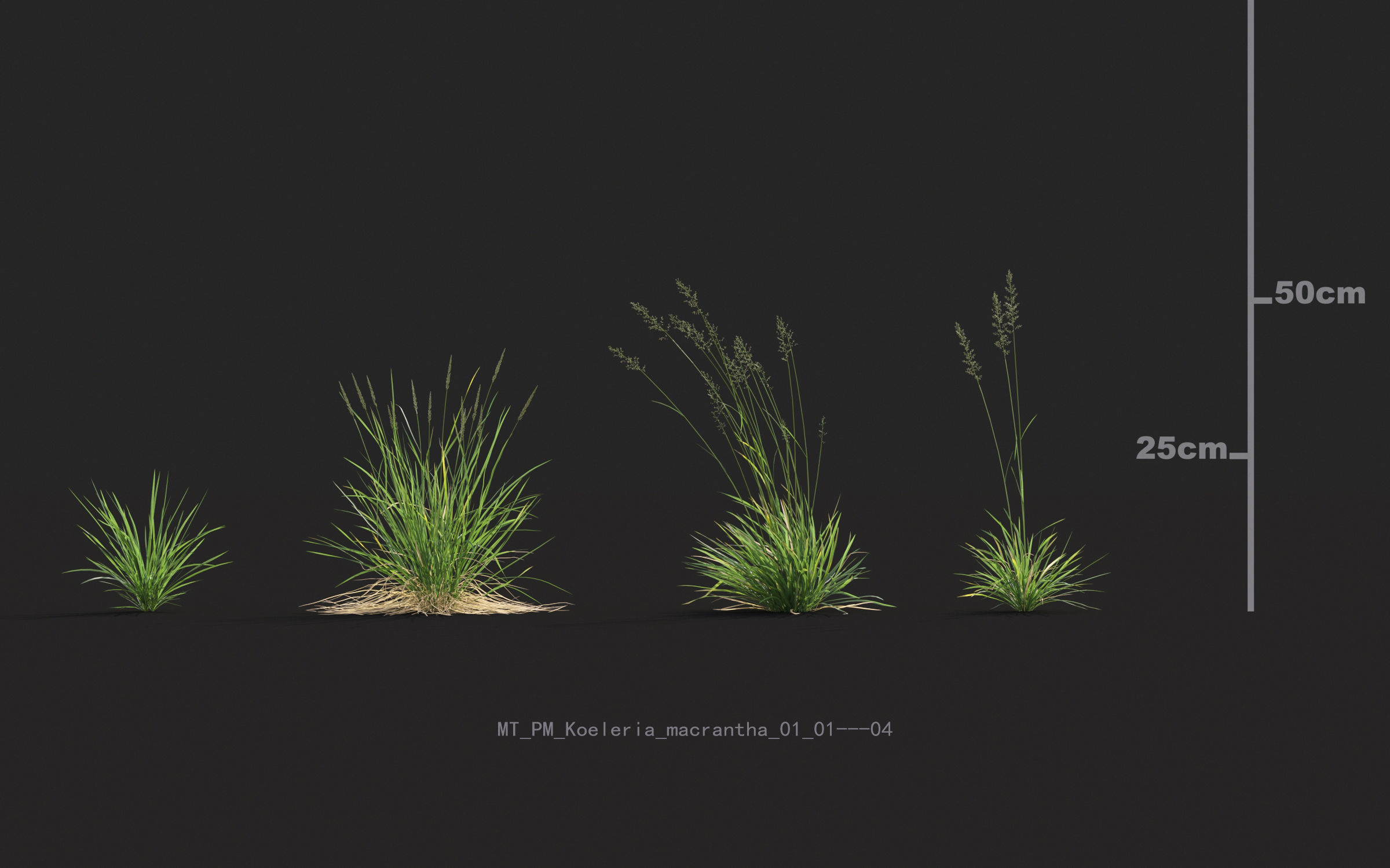 Miscanthus grass collection - Include GrowFX and Mesh file 3D model_29