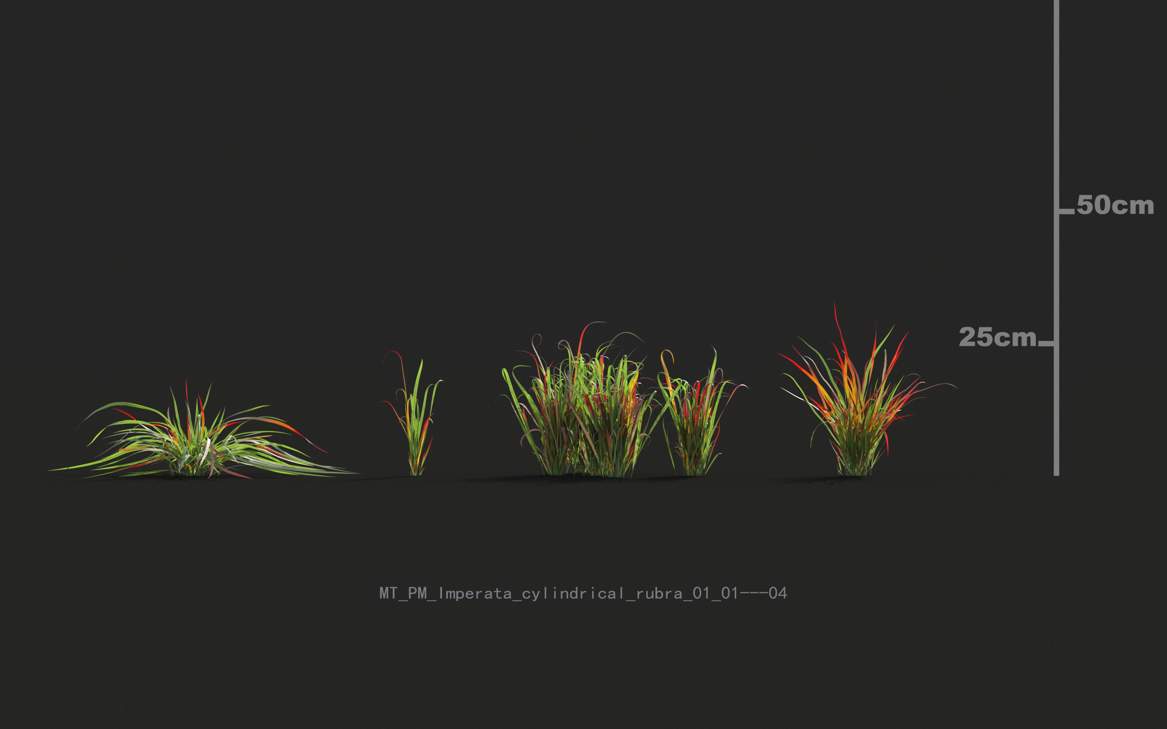 Miscanthus grass collection - Include GrowFX and Mesh file 3D model_27